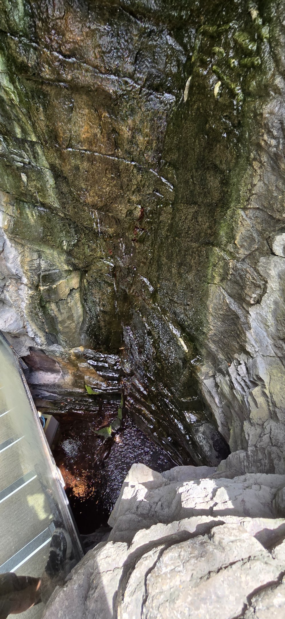 Japanese freshwater crab enclosure