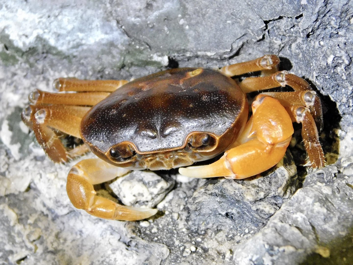 Japanese Freshwater Crab (Geothelphusa dehaani) October 26, 2025