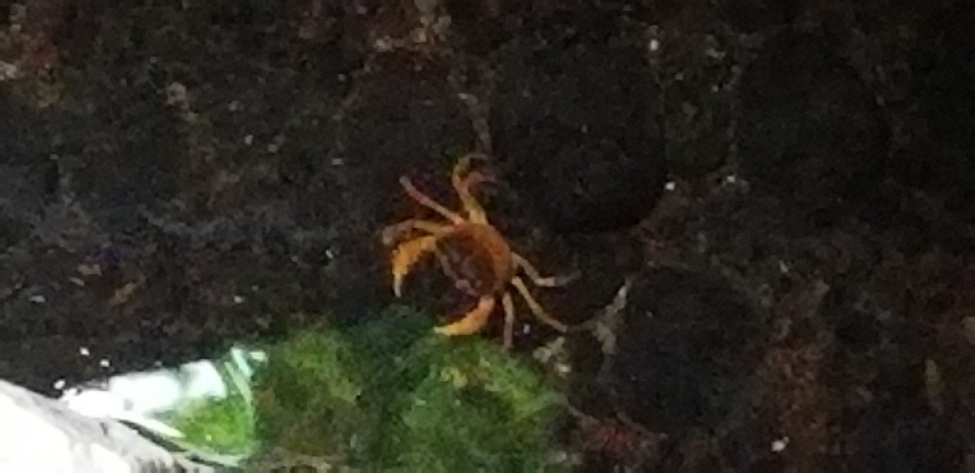 Japanese Freshwater Crab