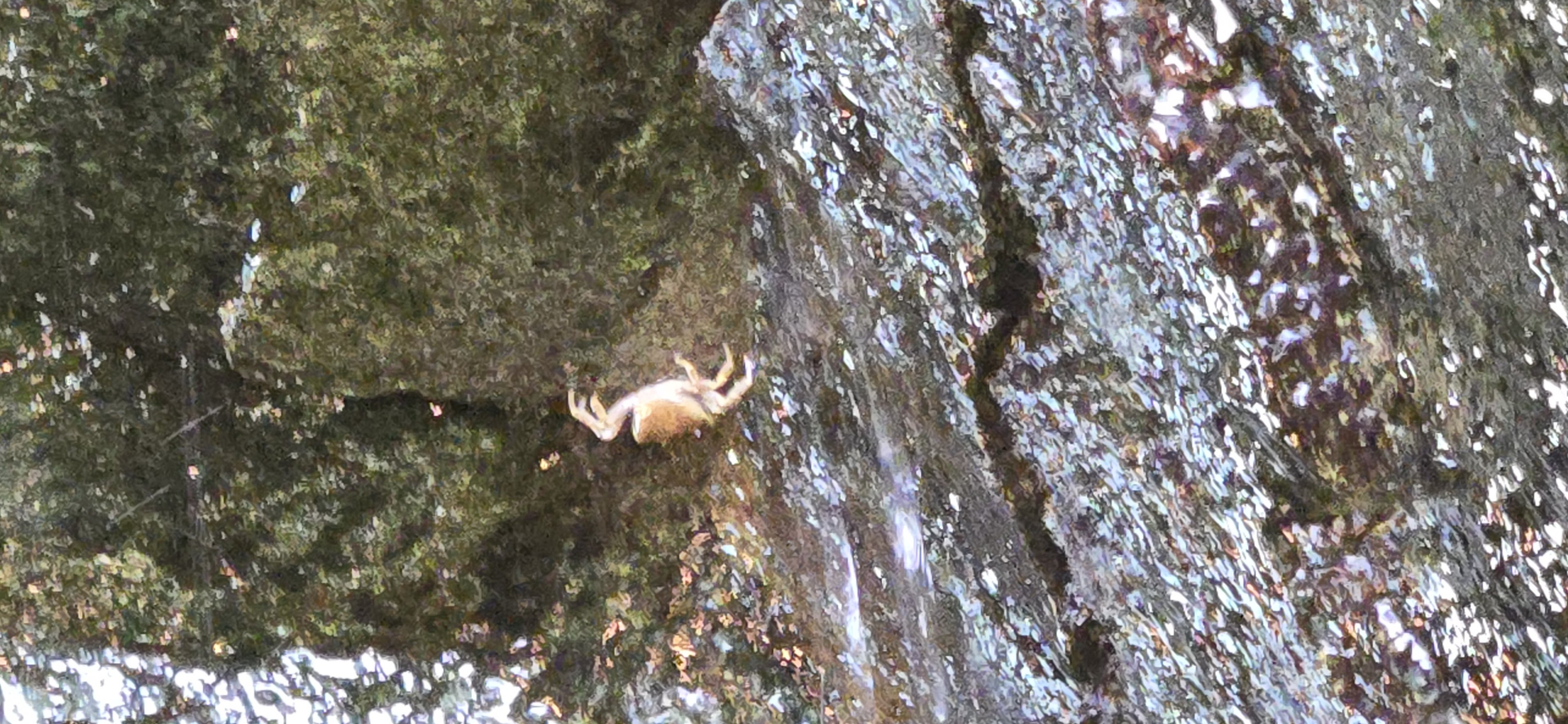 Japanese freshwater crab