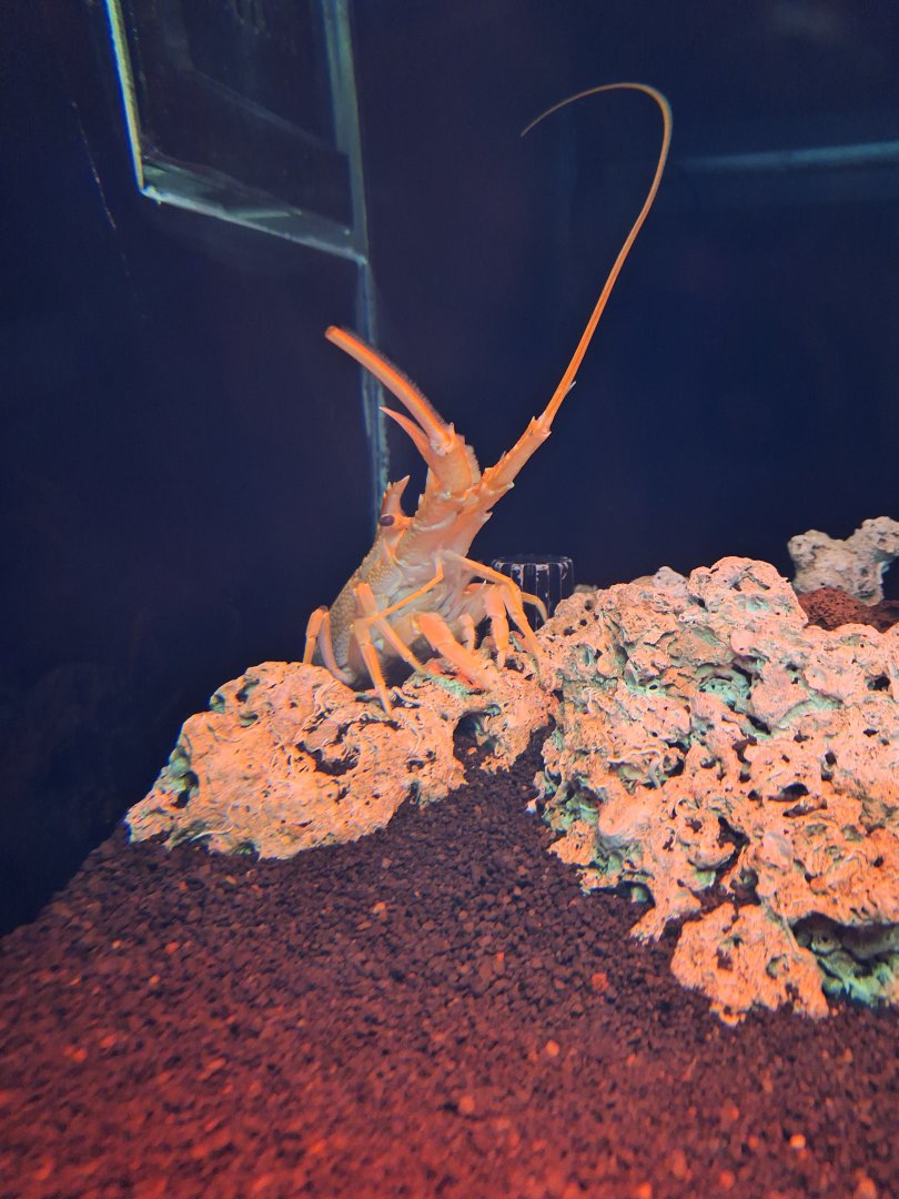 Japanese furrow lobster (Nupalirus japonicus)