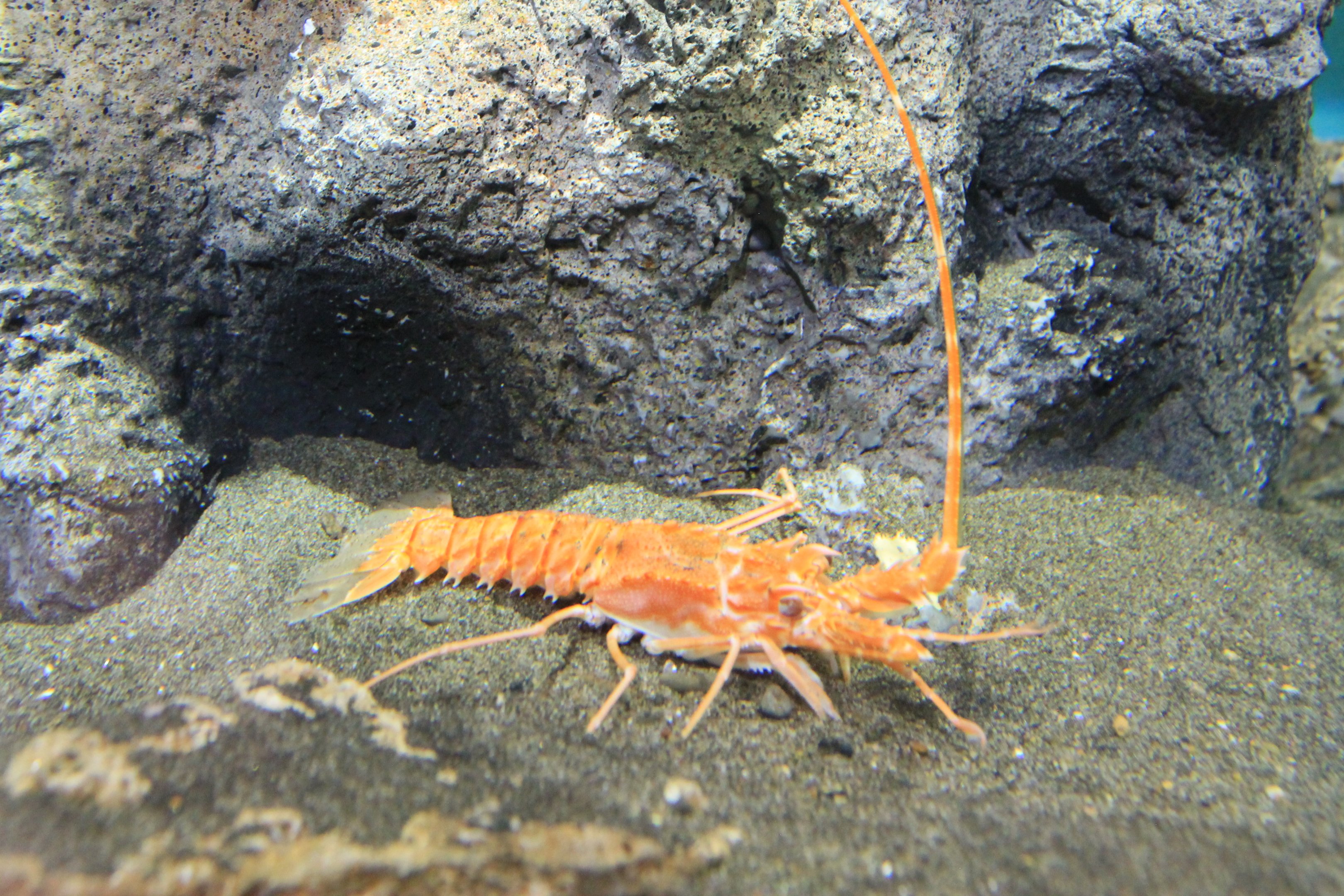 Japanese Furrow Lobster (Nupalirus japonicus)