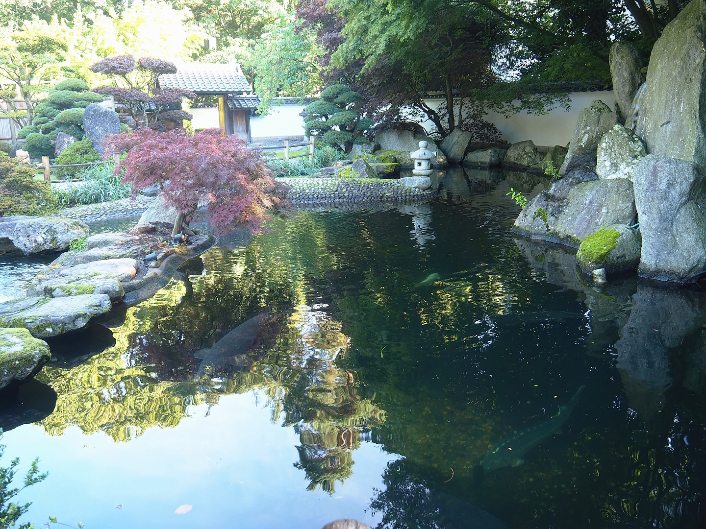 Japanese garden - Koi and Sturgeon pond, 2023-09-24