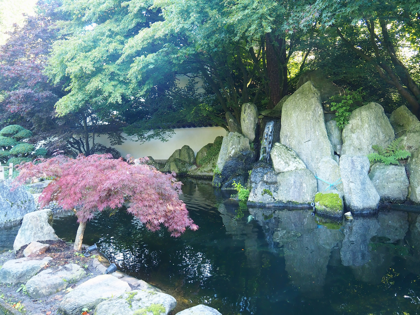 Japanese garden - Koi and Sturgeon pond, 2023-09-24