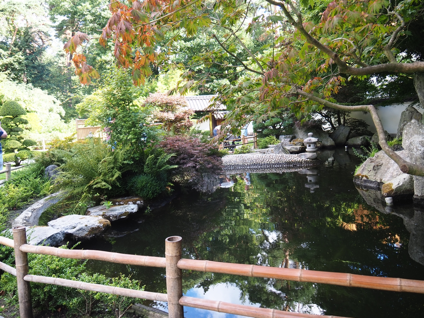 Japanese garden koi pond