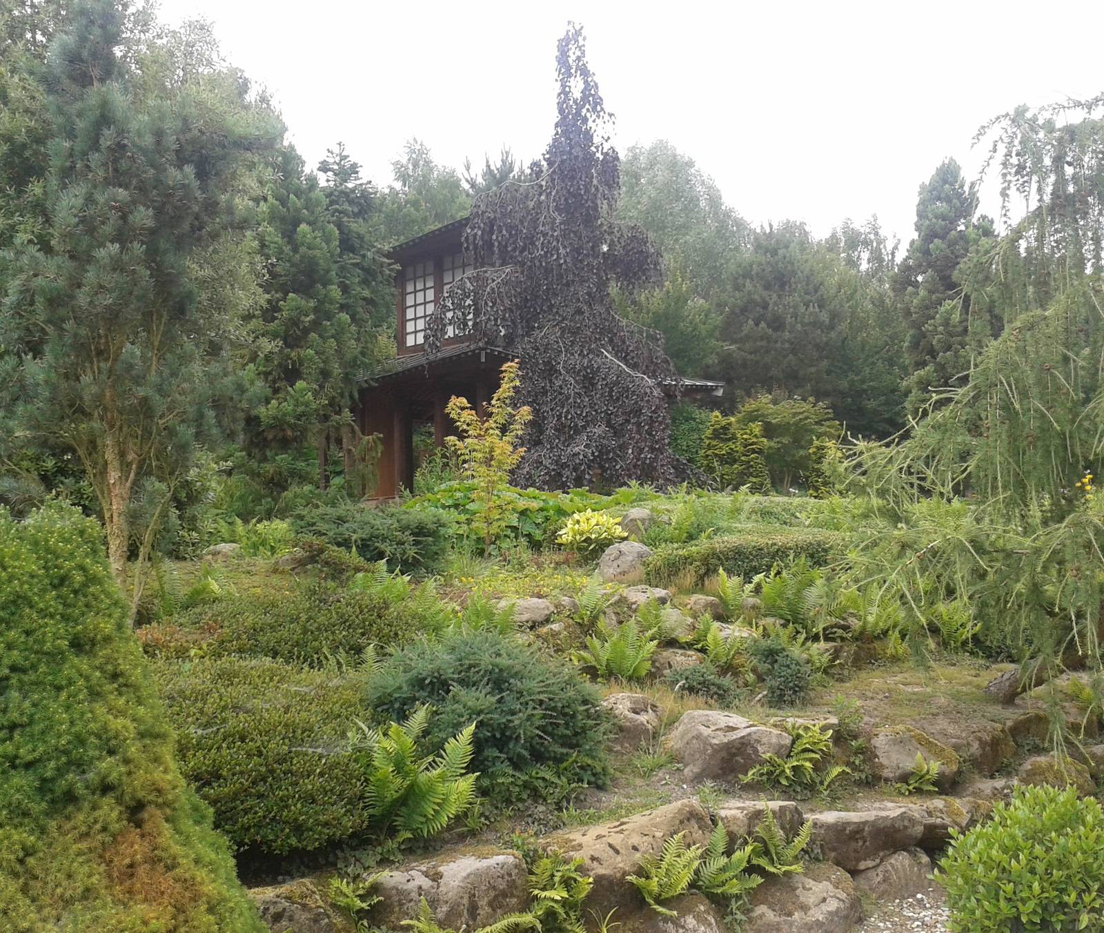 Japanese garden Mondo Verde