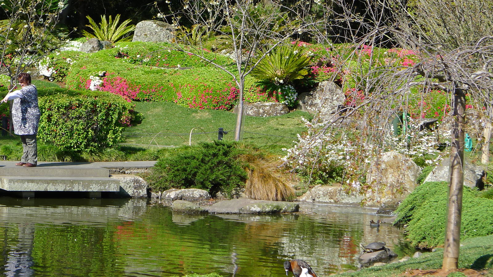Japanese Gardens - With a Mountain Shell Duck