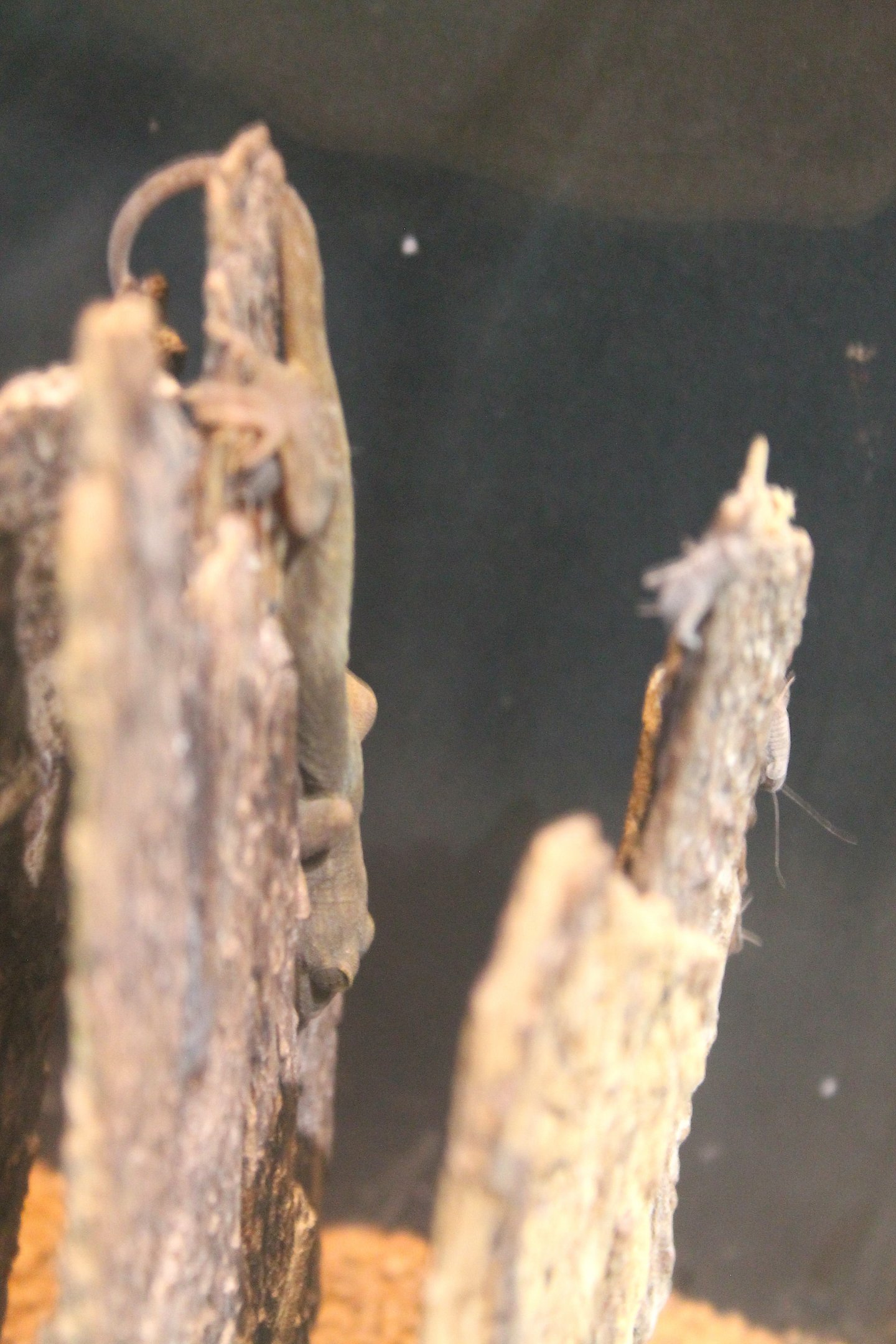 Japanese Gecko (Gekko japonicus)