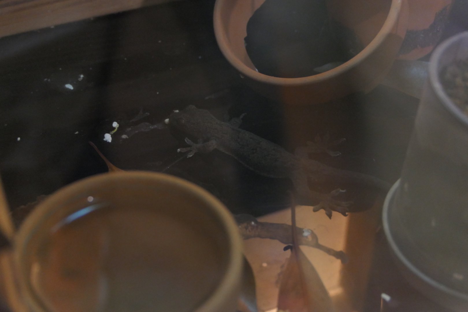 Japanese Gecko (Gekko japonicus)