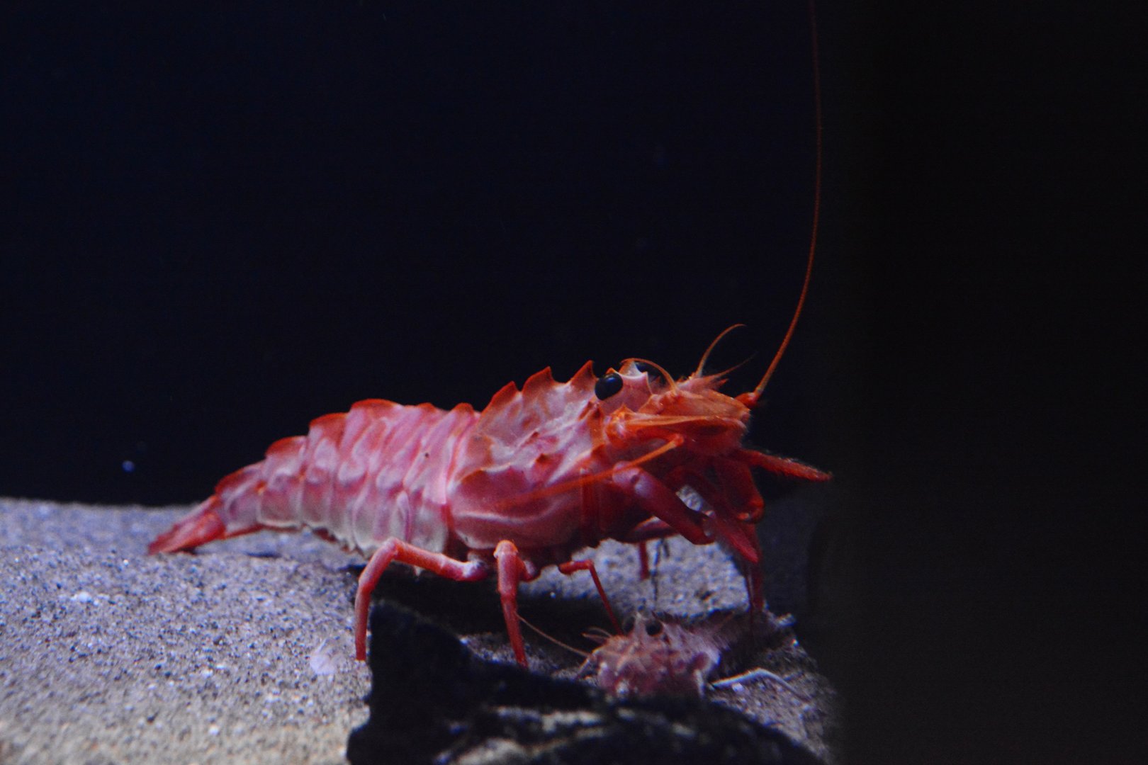 Japanese giant armoured shrimp (Sclerocrangon rex)