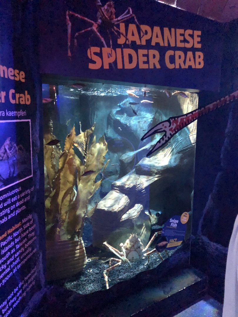 Japanese Giant Crab Tank at SEA LIFE Scarborough (September 2022)