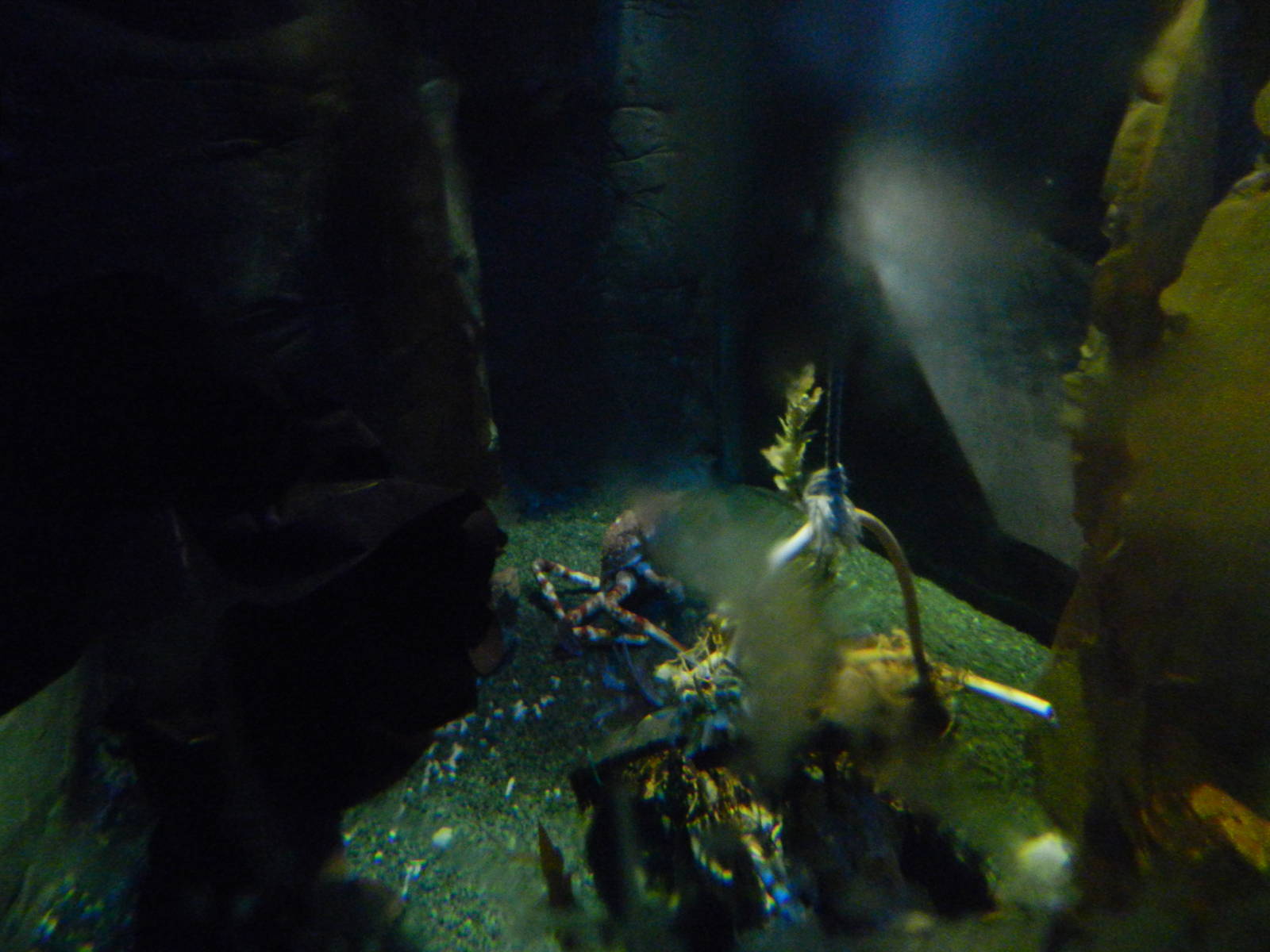 Japanese Giant Crabs at SEA LIFE Scarborough - 26/08/2012