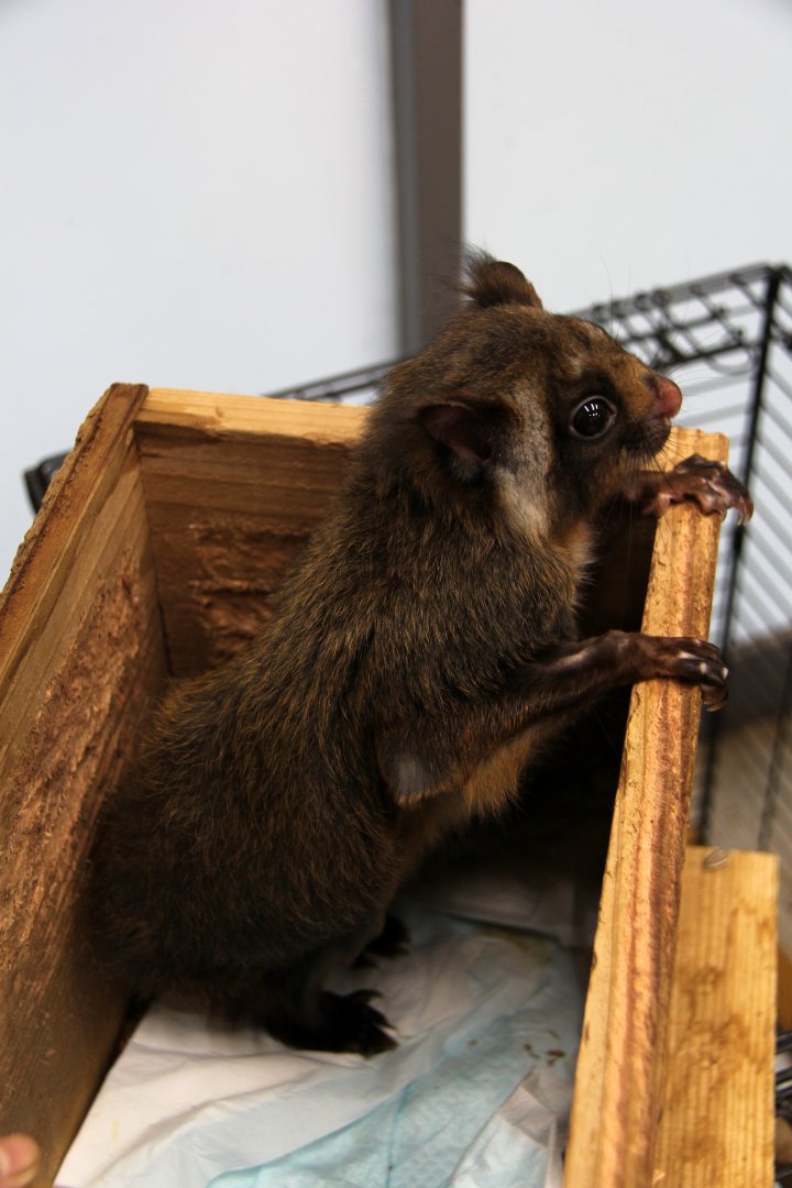 Japanese giant flying squirrel (Petaurista leucogenys)