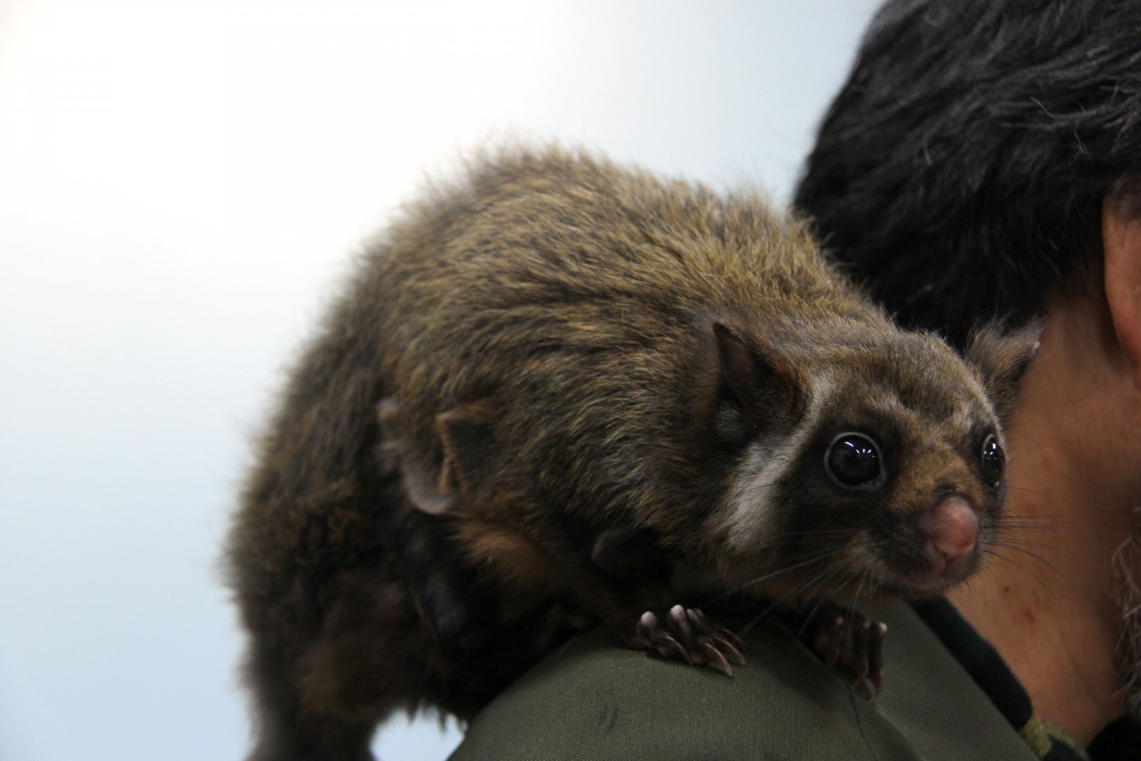 Japanese giant flying squirrel (Petaurista leucogenys)