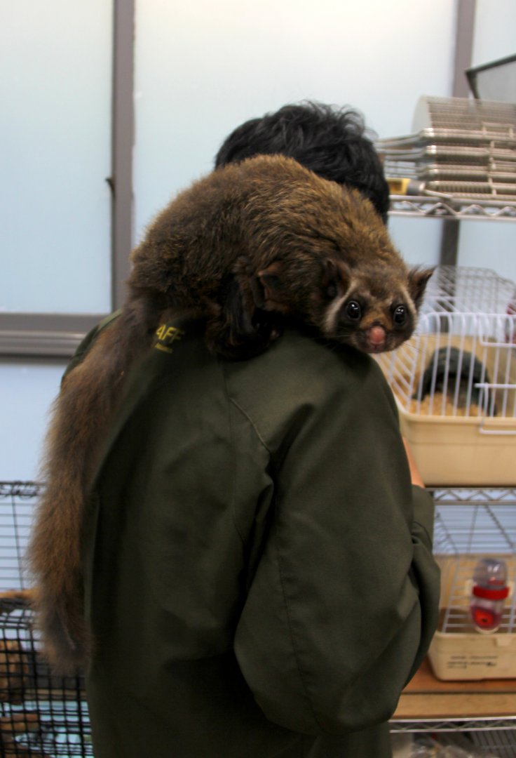 Japanese giant flying squirrel (Petaurista leucogenys)