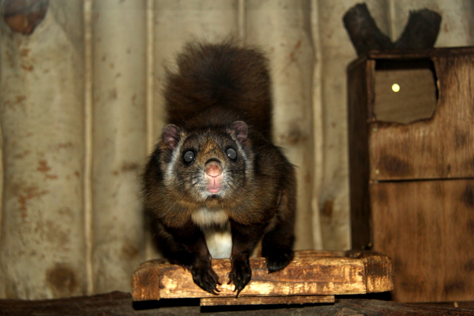 Japanese giant flying squirrel (Petaurista leucogenys)