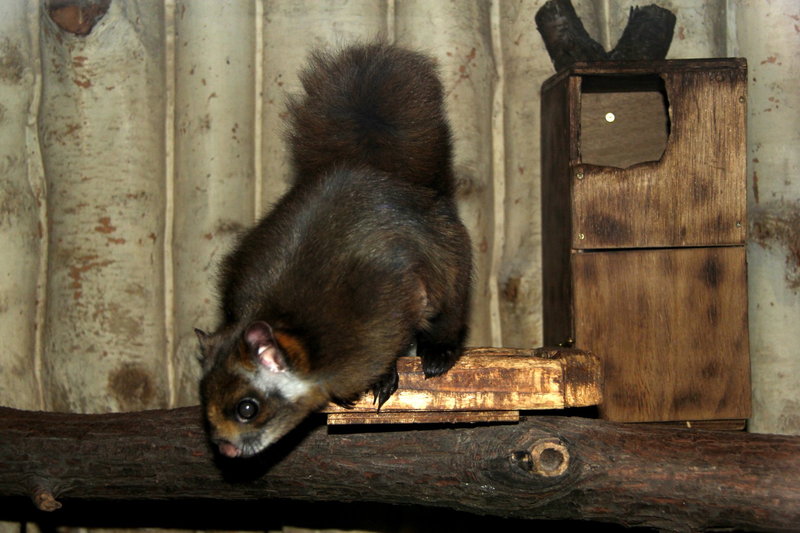 Japanese giant flying squirrel (Petaurista leucogenys)