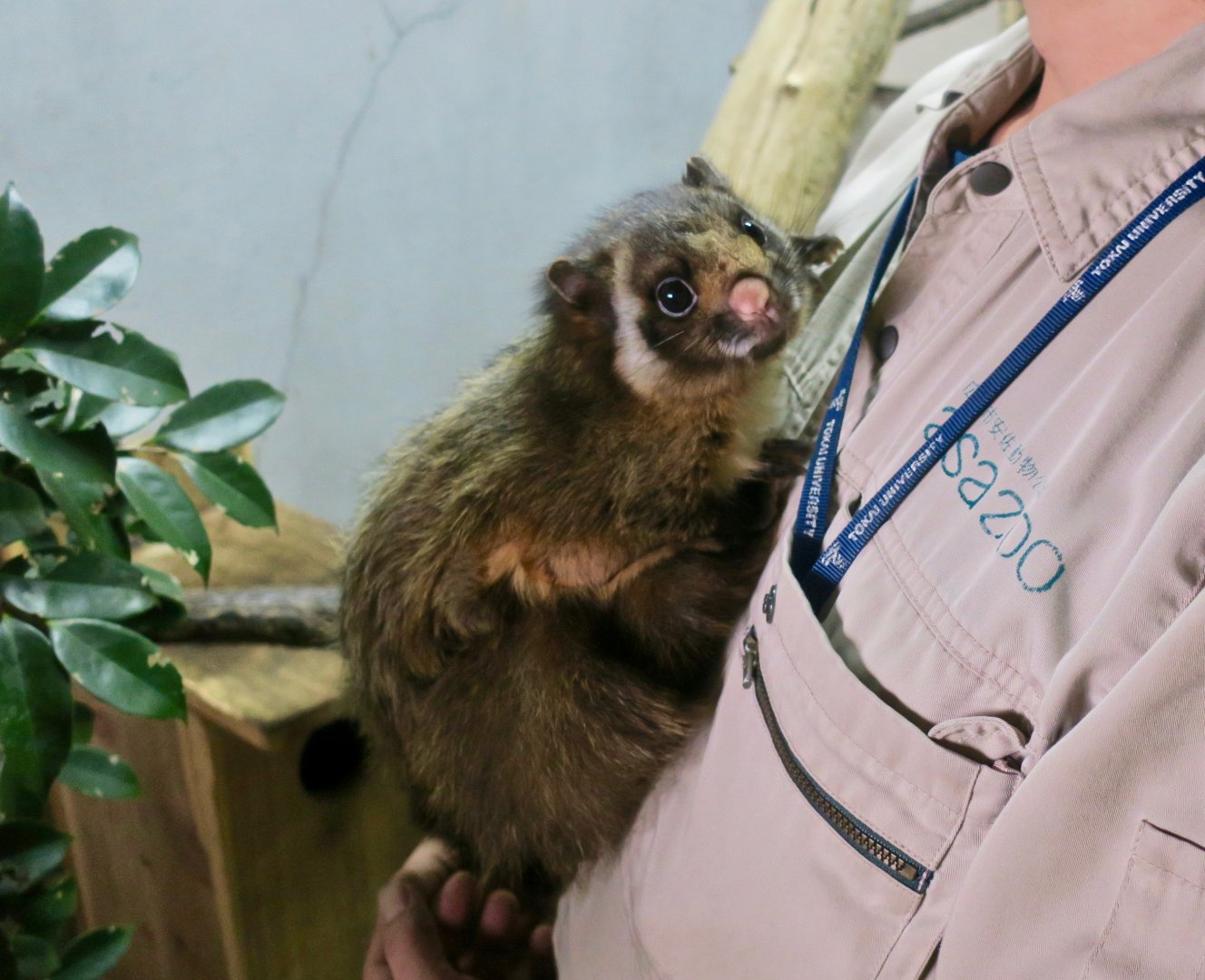Japanese Giant Flying Squirrel (Petaurista leucogenys)