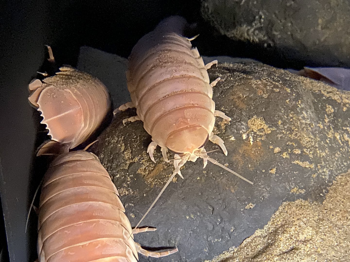 Japanese giant isopod