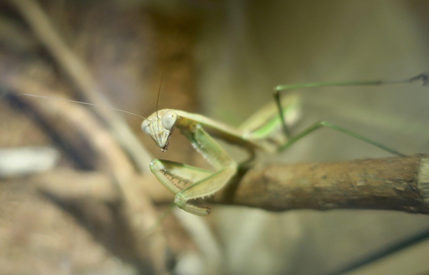 Japanese Giant Mantis (Tenodera aridifolia) - Taiwan Insectarium (台灣昆蟲館)