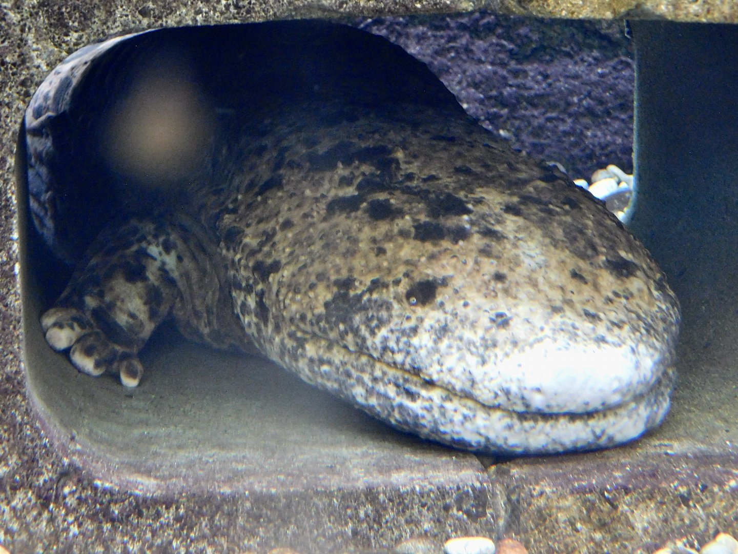 Japanese Giant Salamander (Andrias japonicus) August 8, 2025