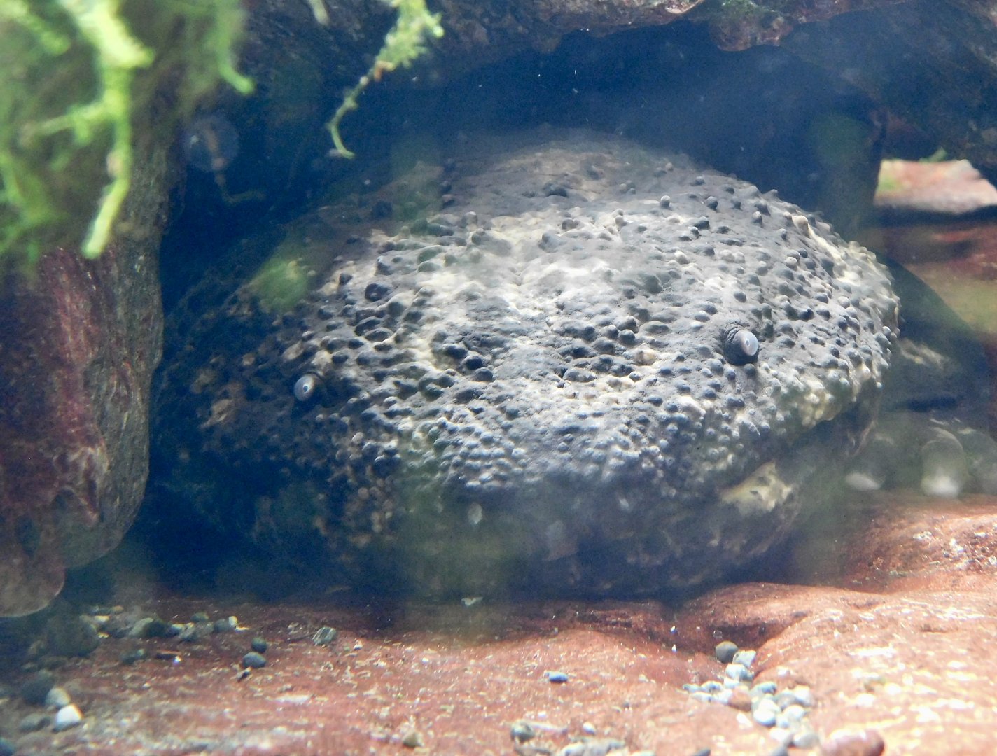 Japanese Giant Salamander (Andrias japonicus) March 30, 2025