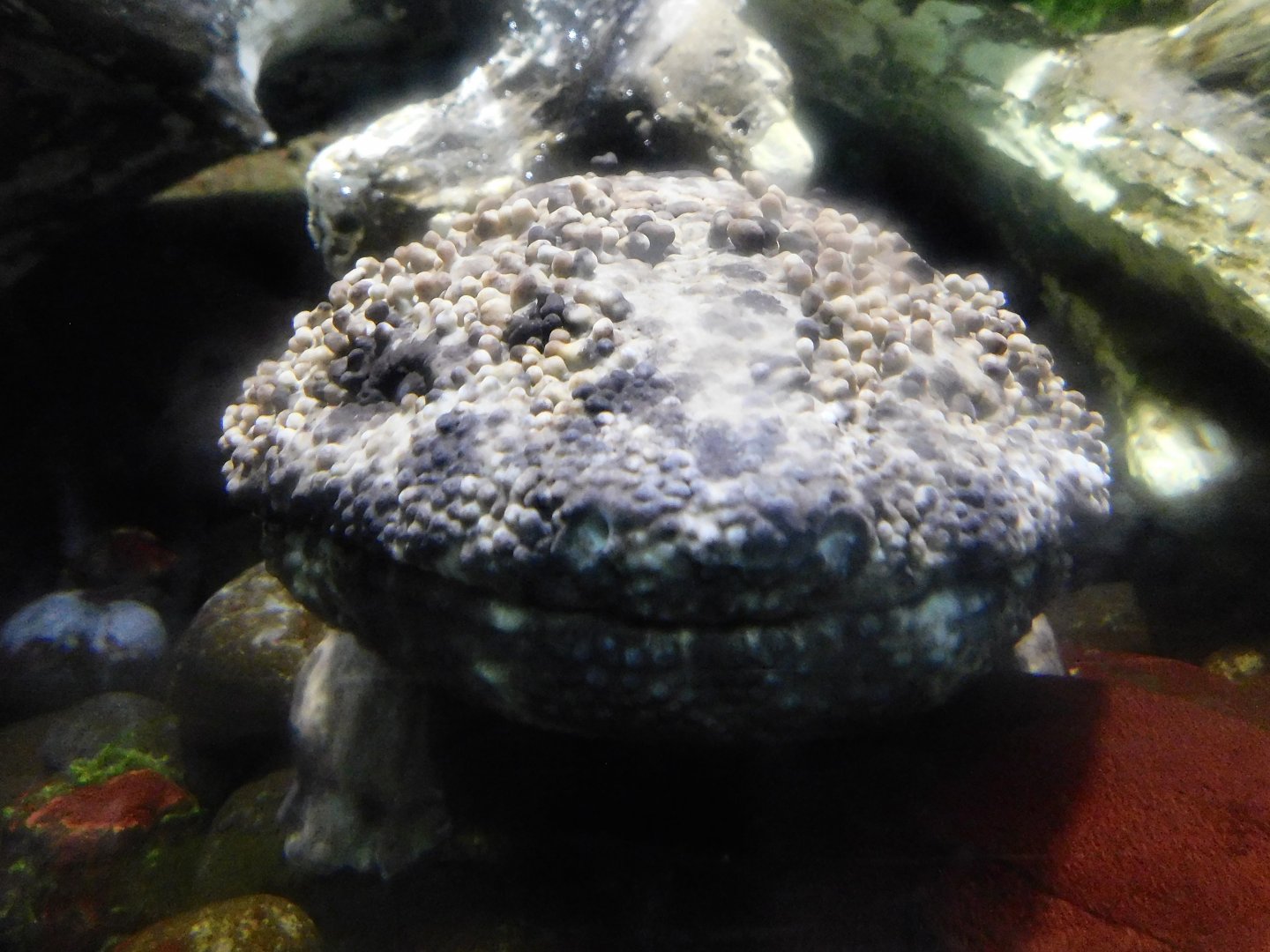Japanese Giant Salamander (Andrias japonicus) October 4, 2025