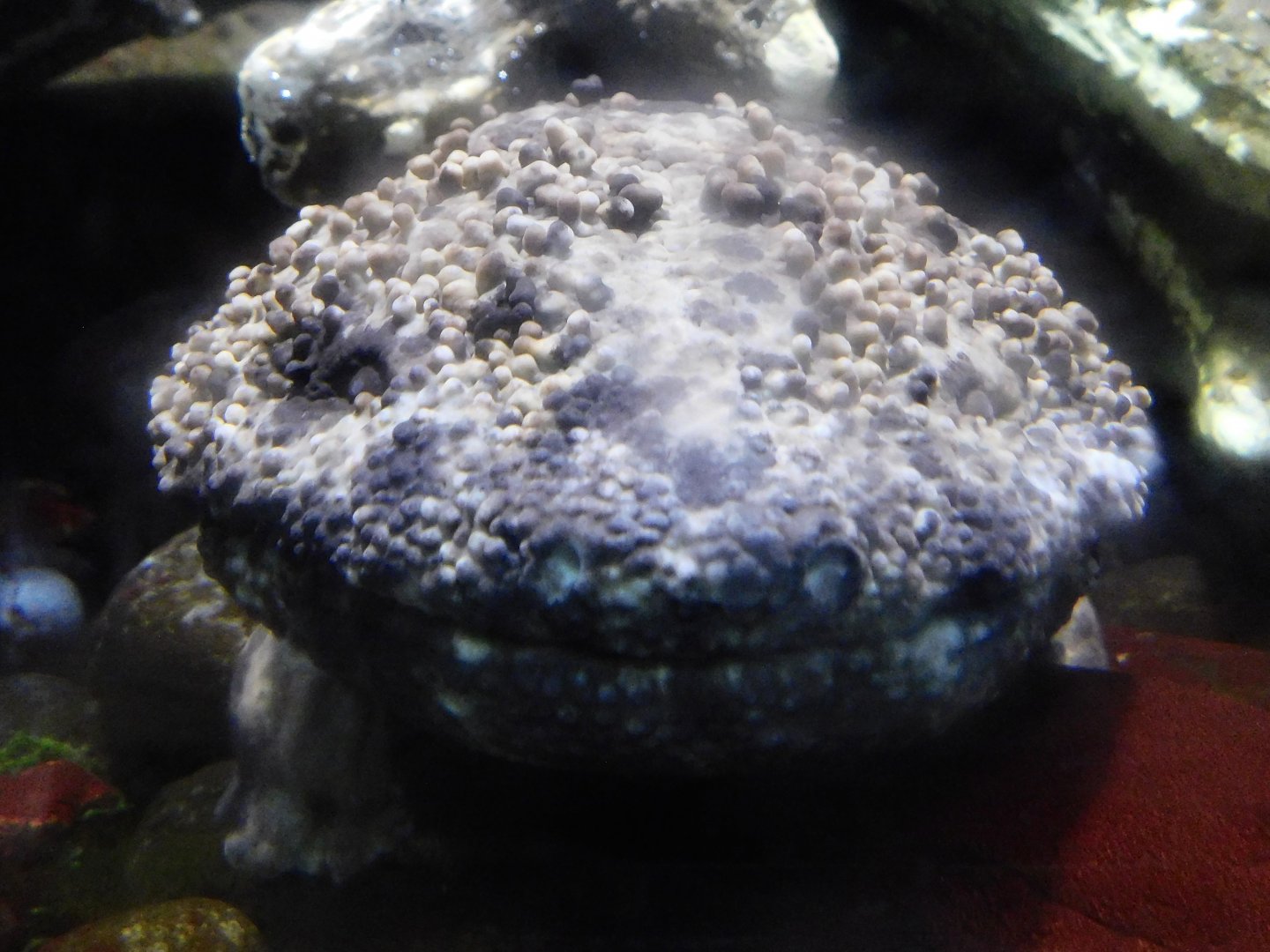 Japanese Giant Salamander (Andrias japonicus) October 4, 2025
