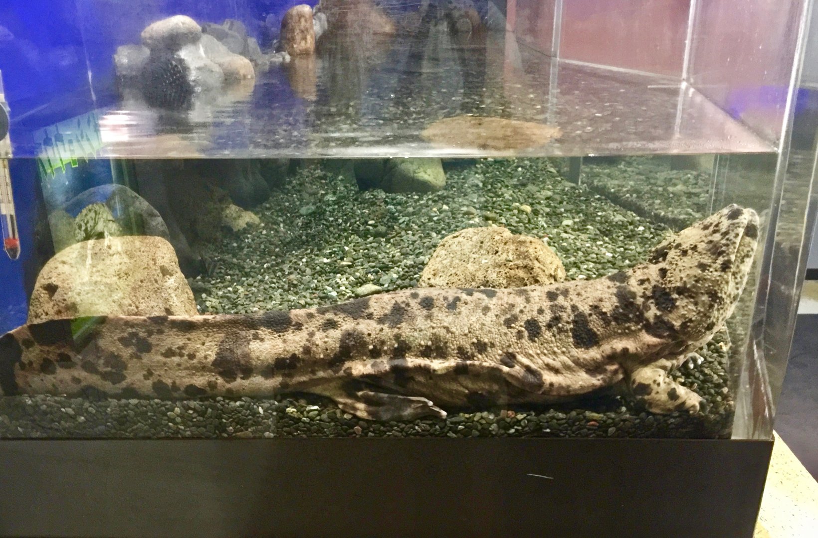 Japanese Giant Salamander (Andrias japonicus) - Otaru Aquarium