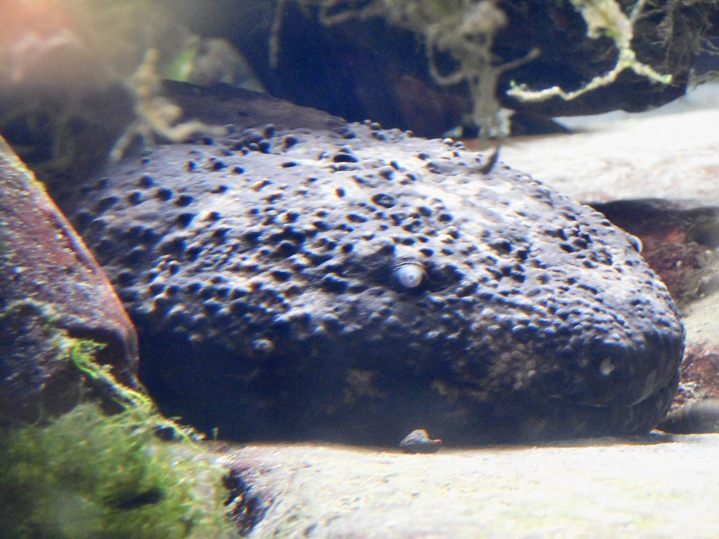 Japanese Giant Salamander (Andrias japonicus) September 13, 2025