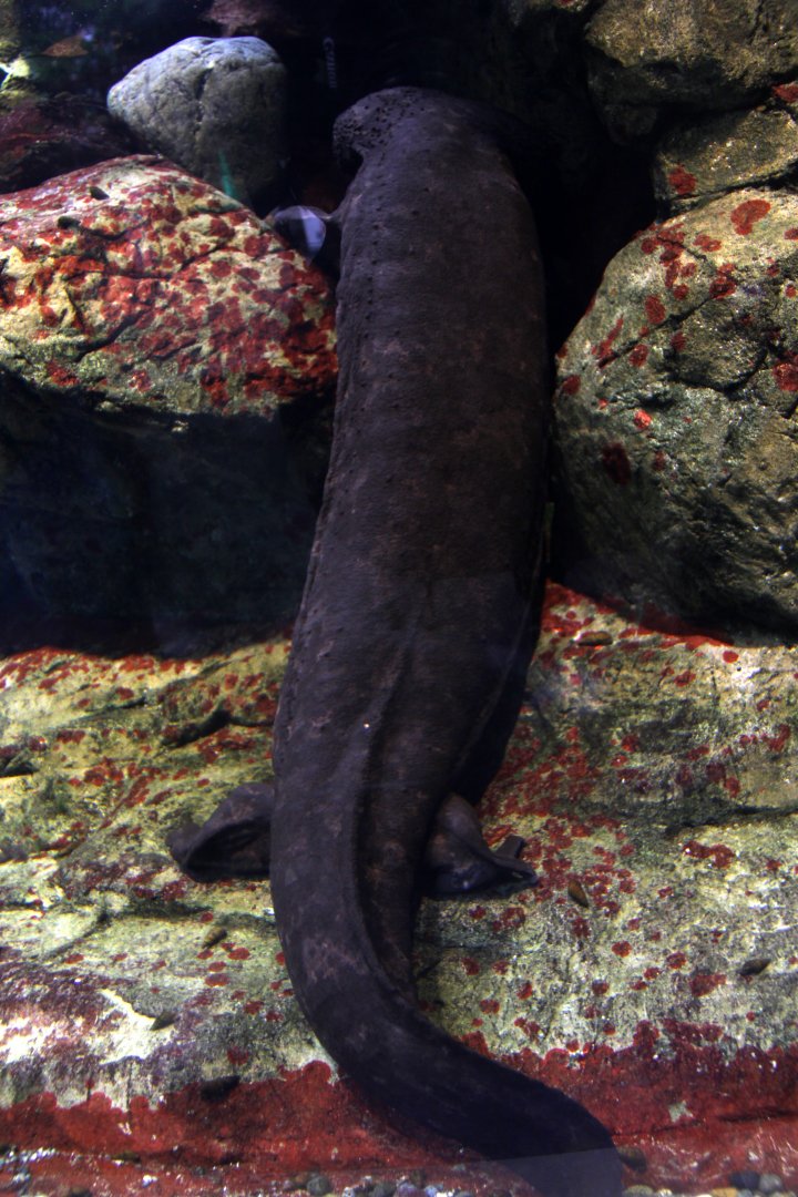 Japanese giant salamander (Andrias japonicus)
