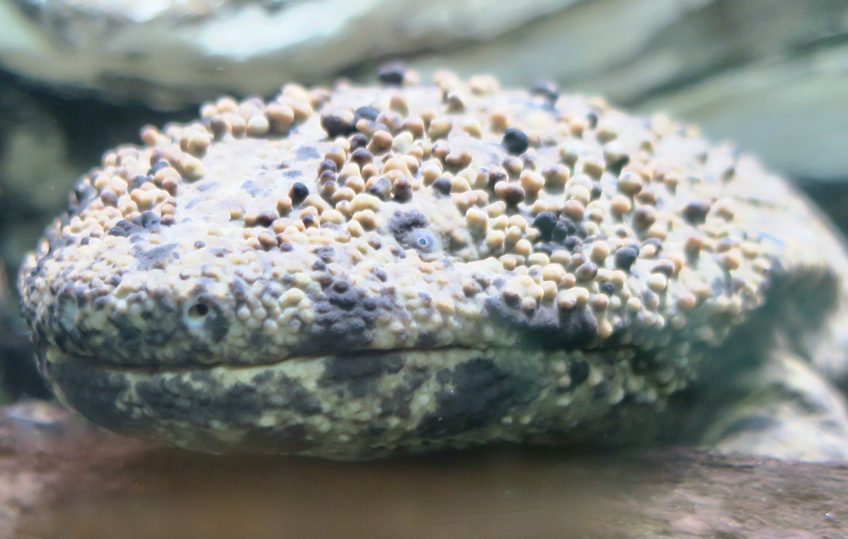 Japanese Giant Salamander (Andrias japonicus)