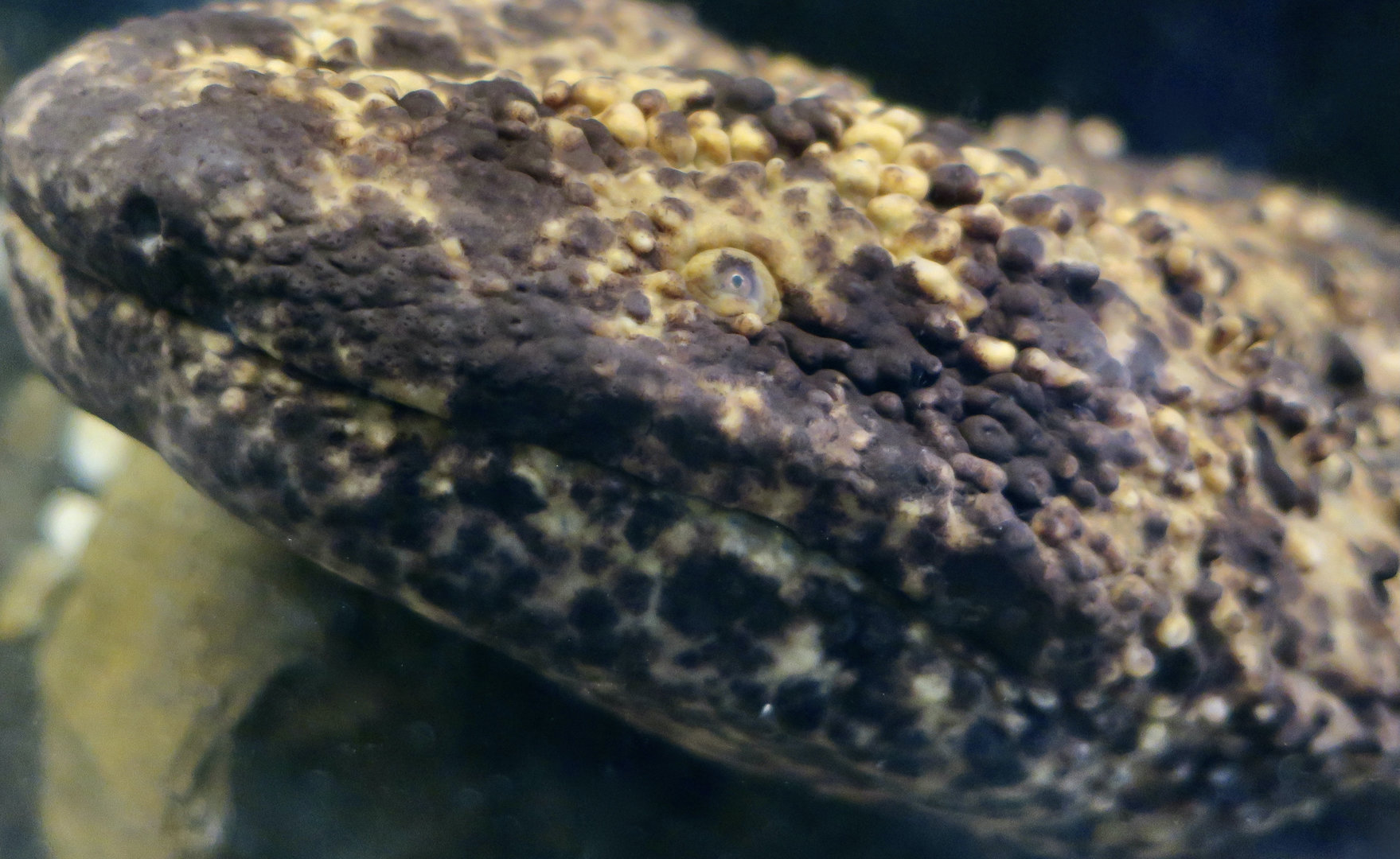 Japanese Giant Salamander (Andrias japonicus)