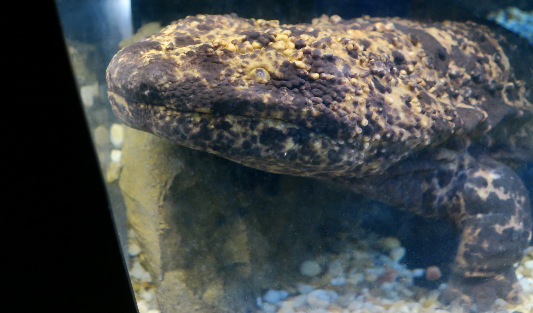 Japanese Giant Salamander (Andrias japonicus)