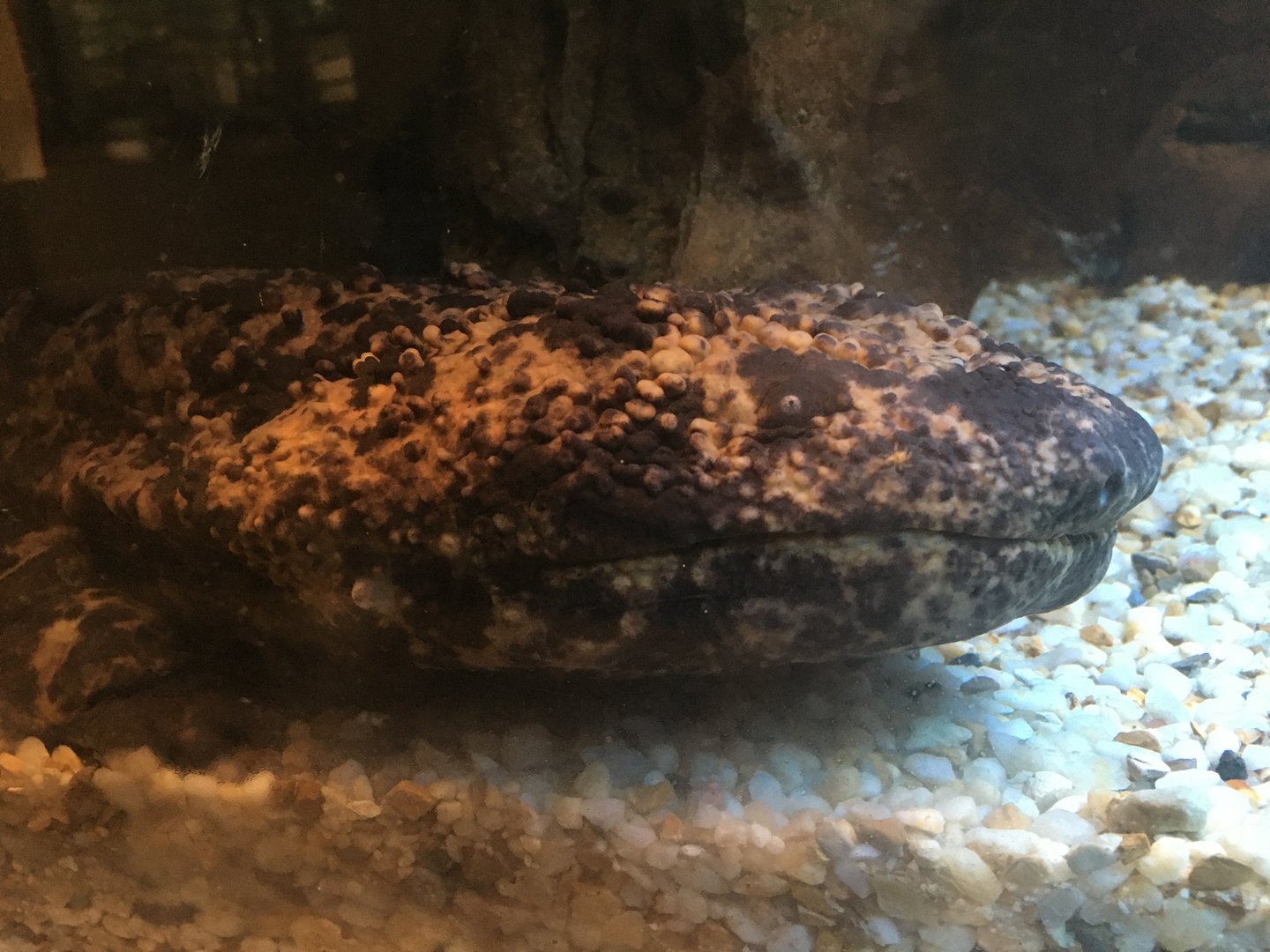 Japanese Giant Salamander (Andrias japonicus)