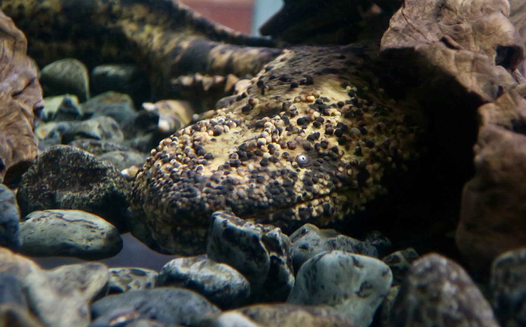 Japanese Giant Salamander (Andrias japonicus)