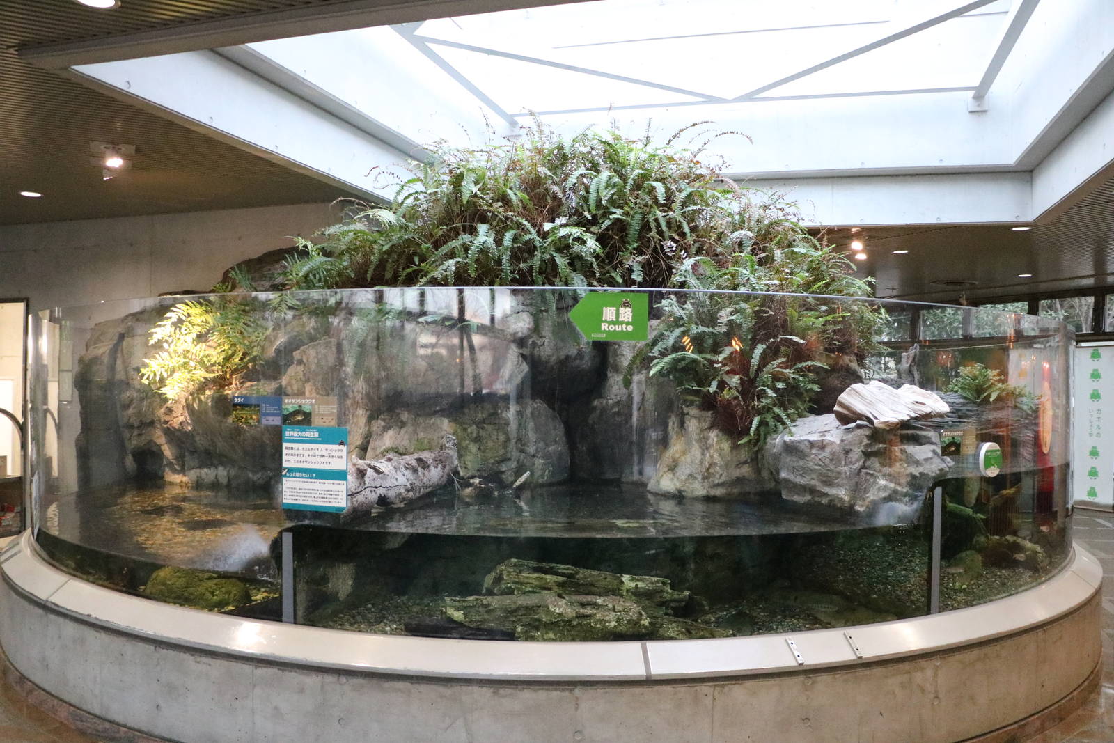 Japanese giant salamander enclosures, February 2016