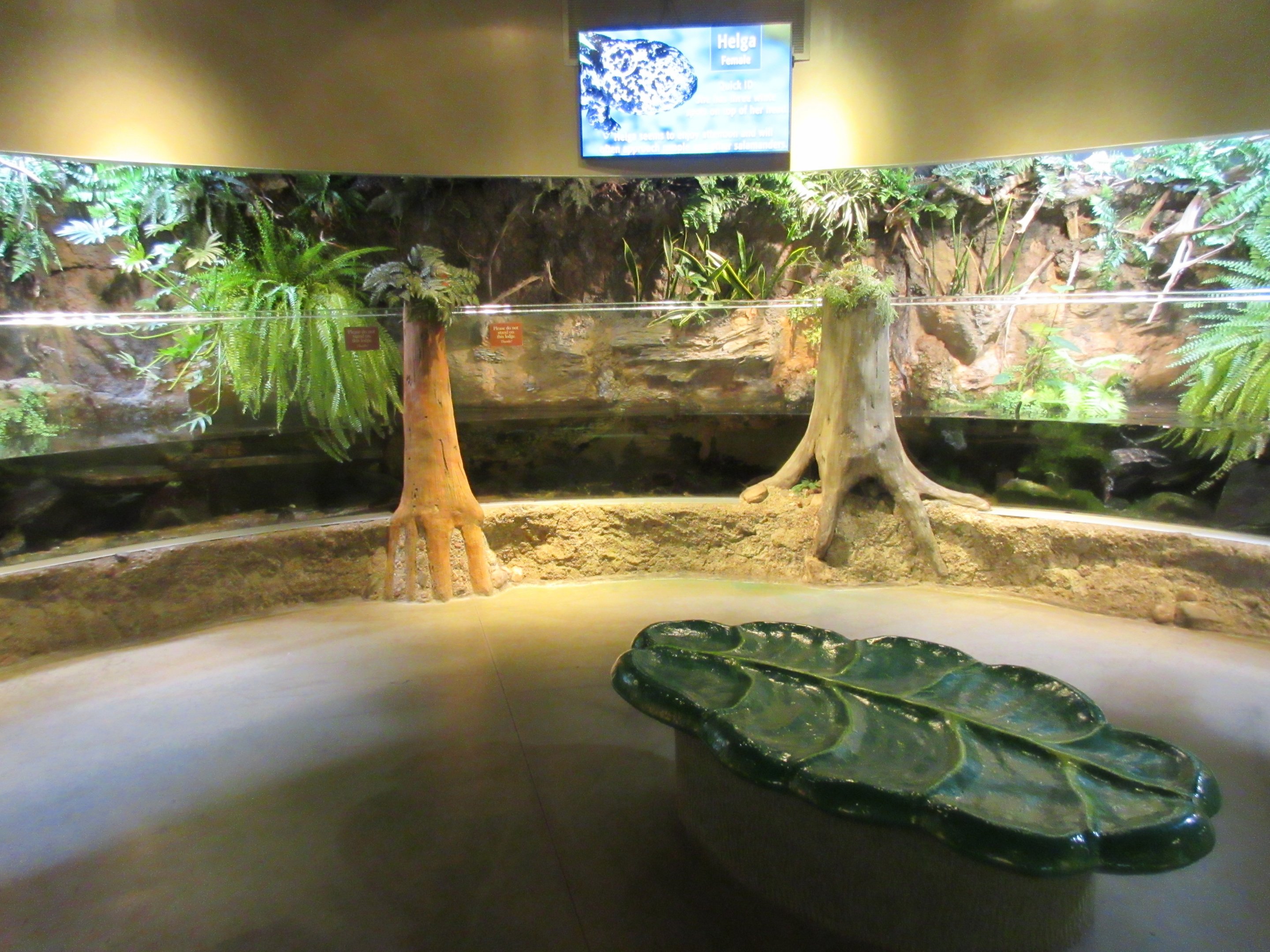 Japanese Giant Salamander Exhibit (current exhibit)