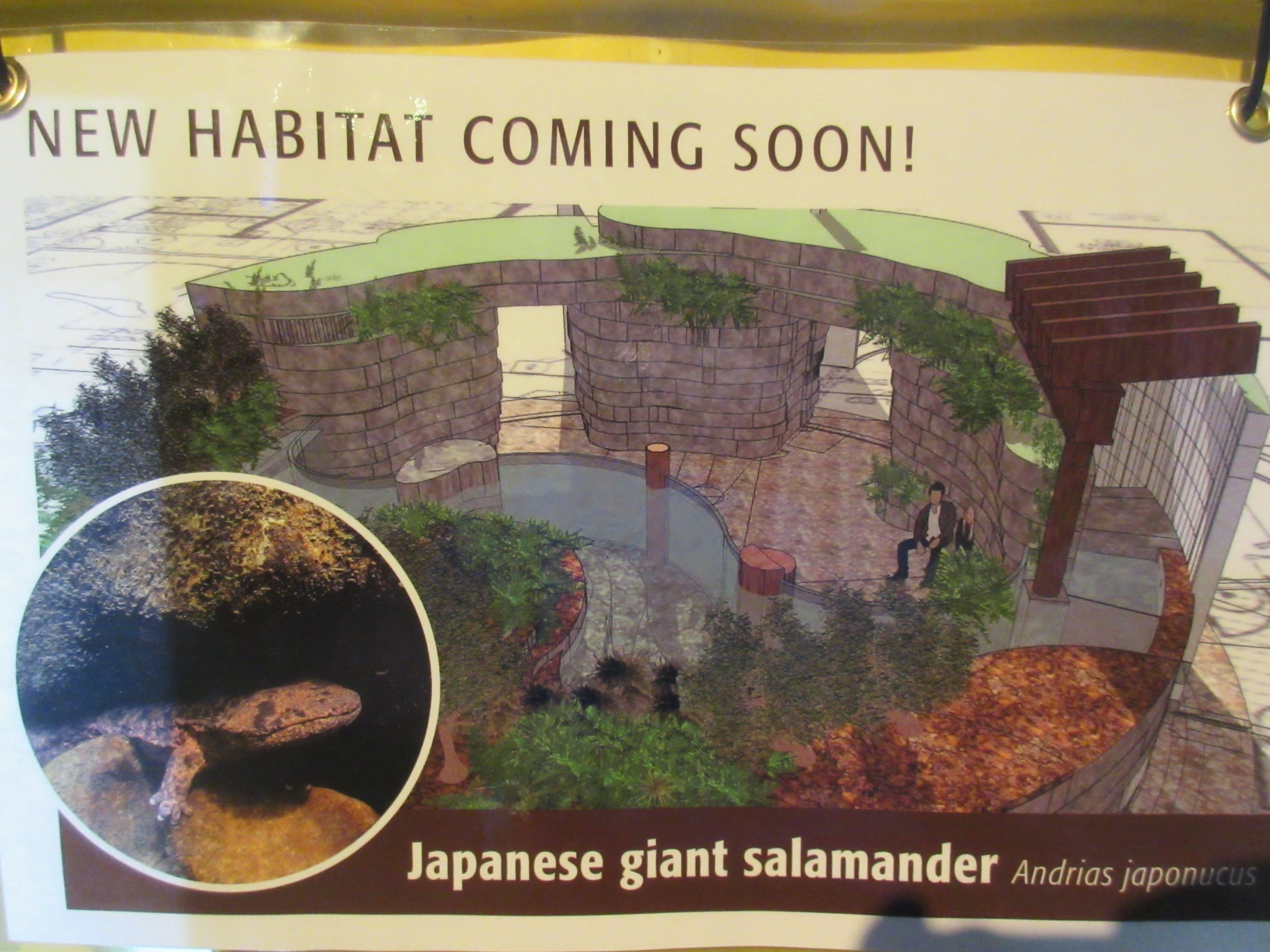 Japanese Giant Salamander Exhibit - New in 2018
