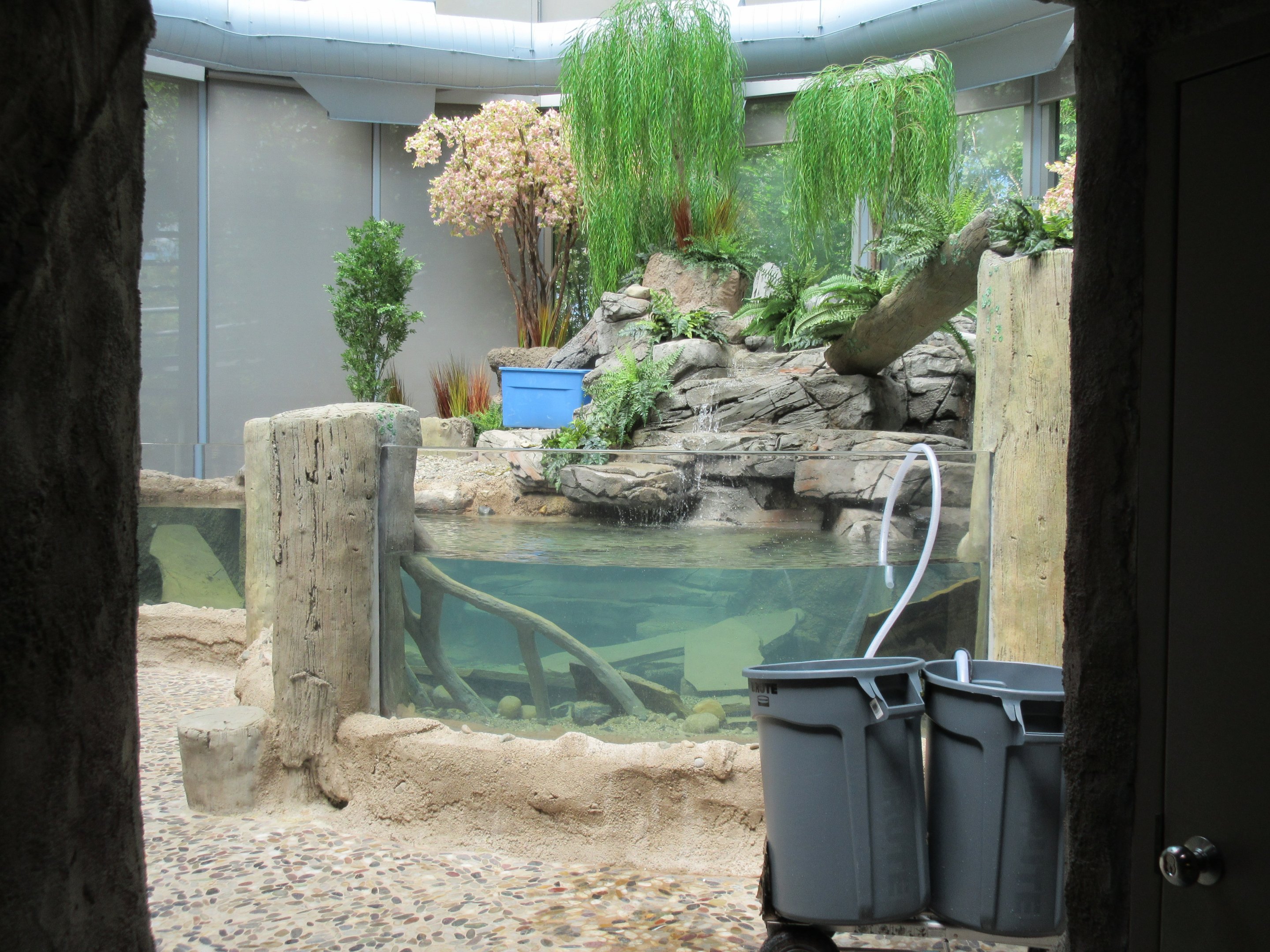 Japanese Giant Salamander Exhibit - New in 2018