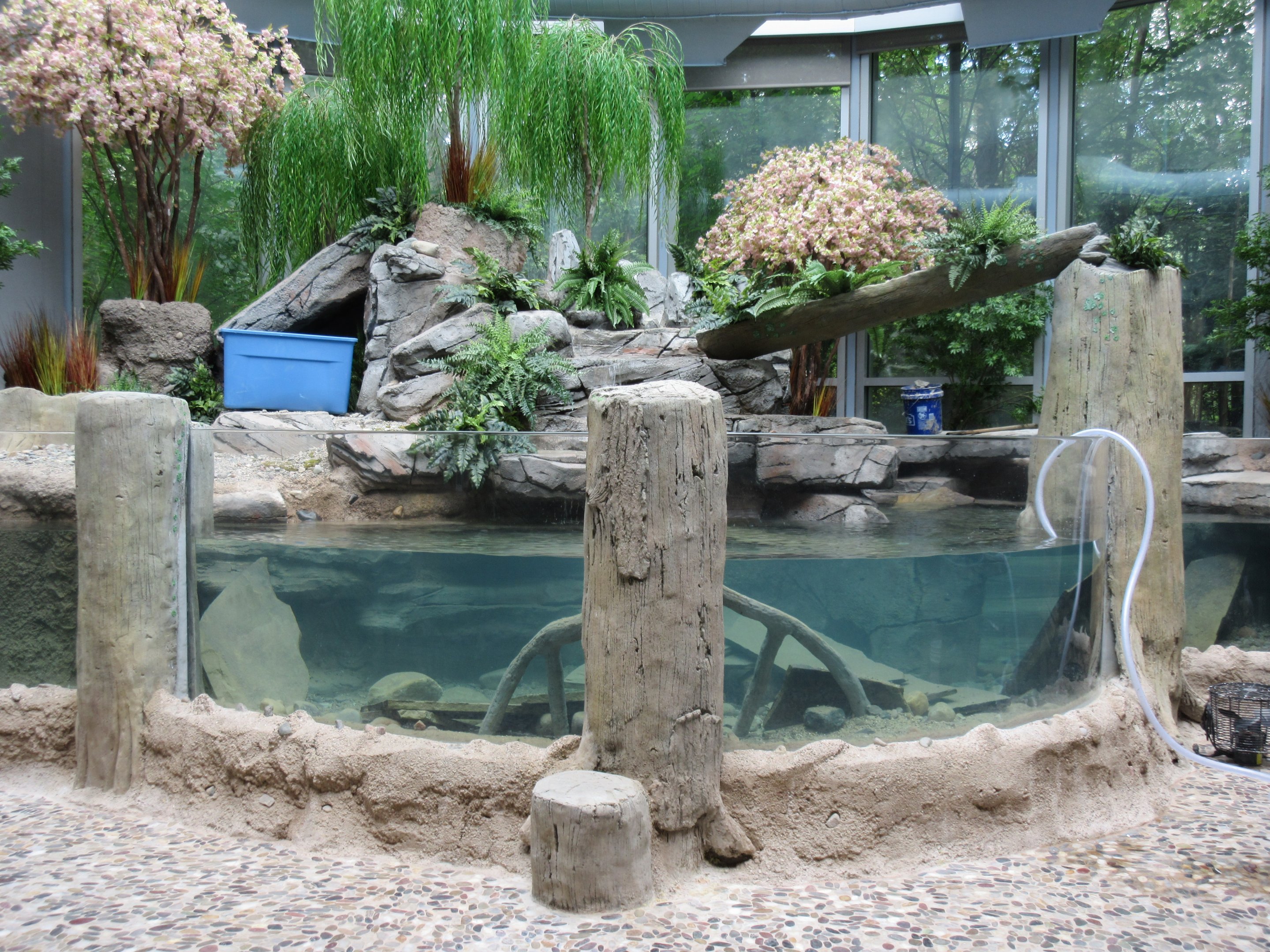 Japanese Giant Salamander Exhibit - New in 2018