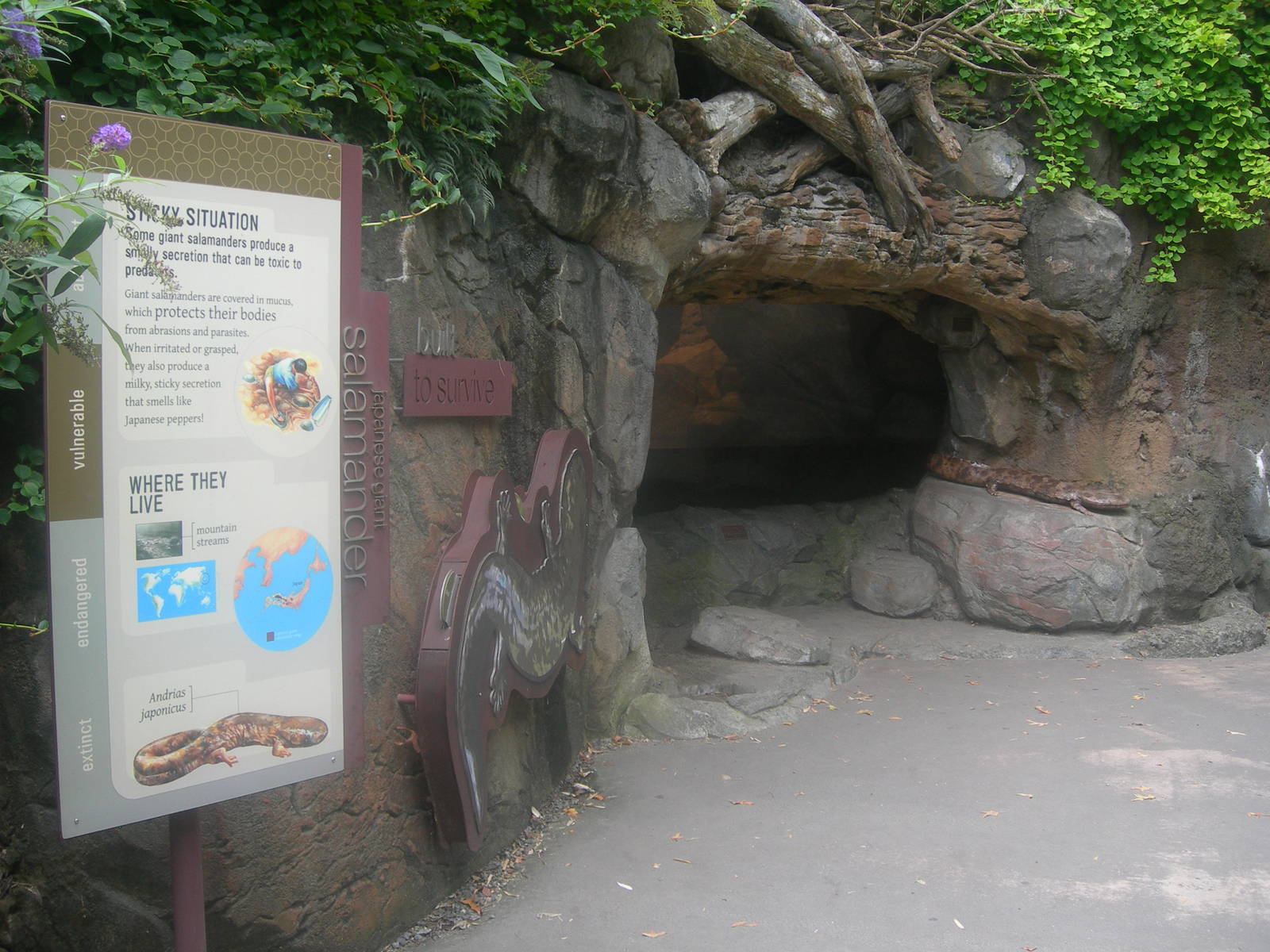 japanese giant salamander exhibit on asian trail