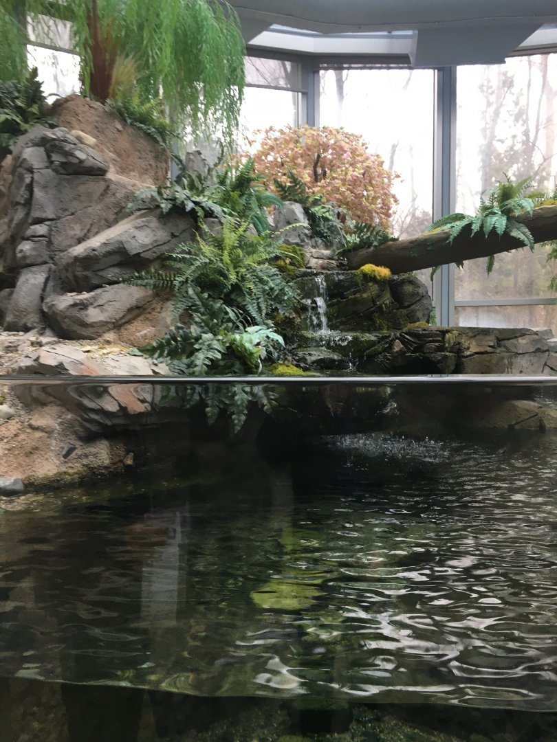 Japanese Giant Salamander Exhibit