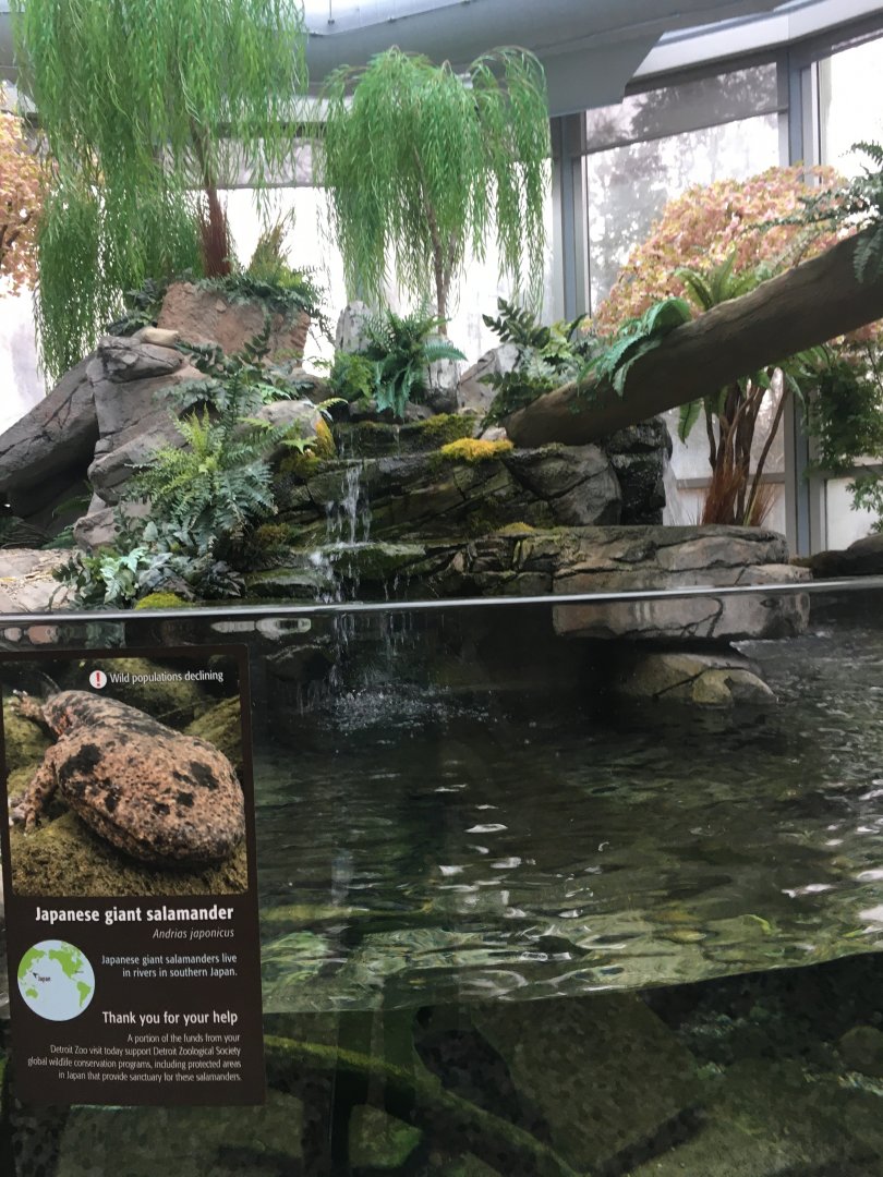 Japanese Giant Salamander Exhibit