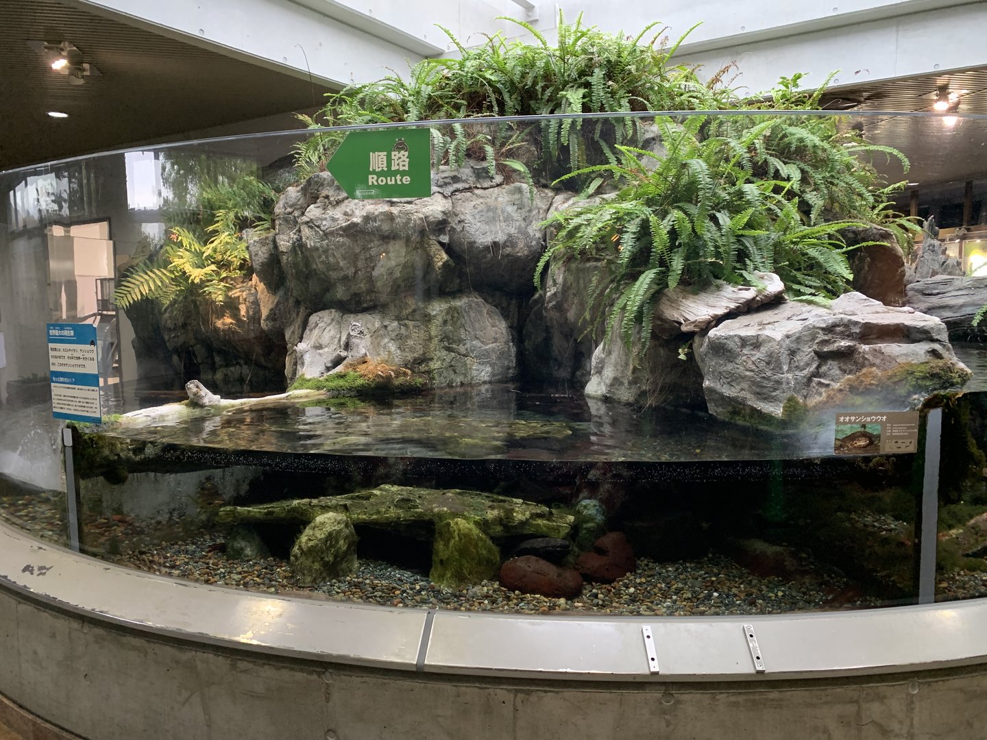 Japanese Giant Salamander Exhibit