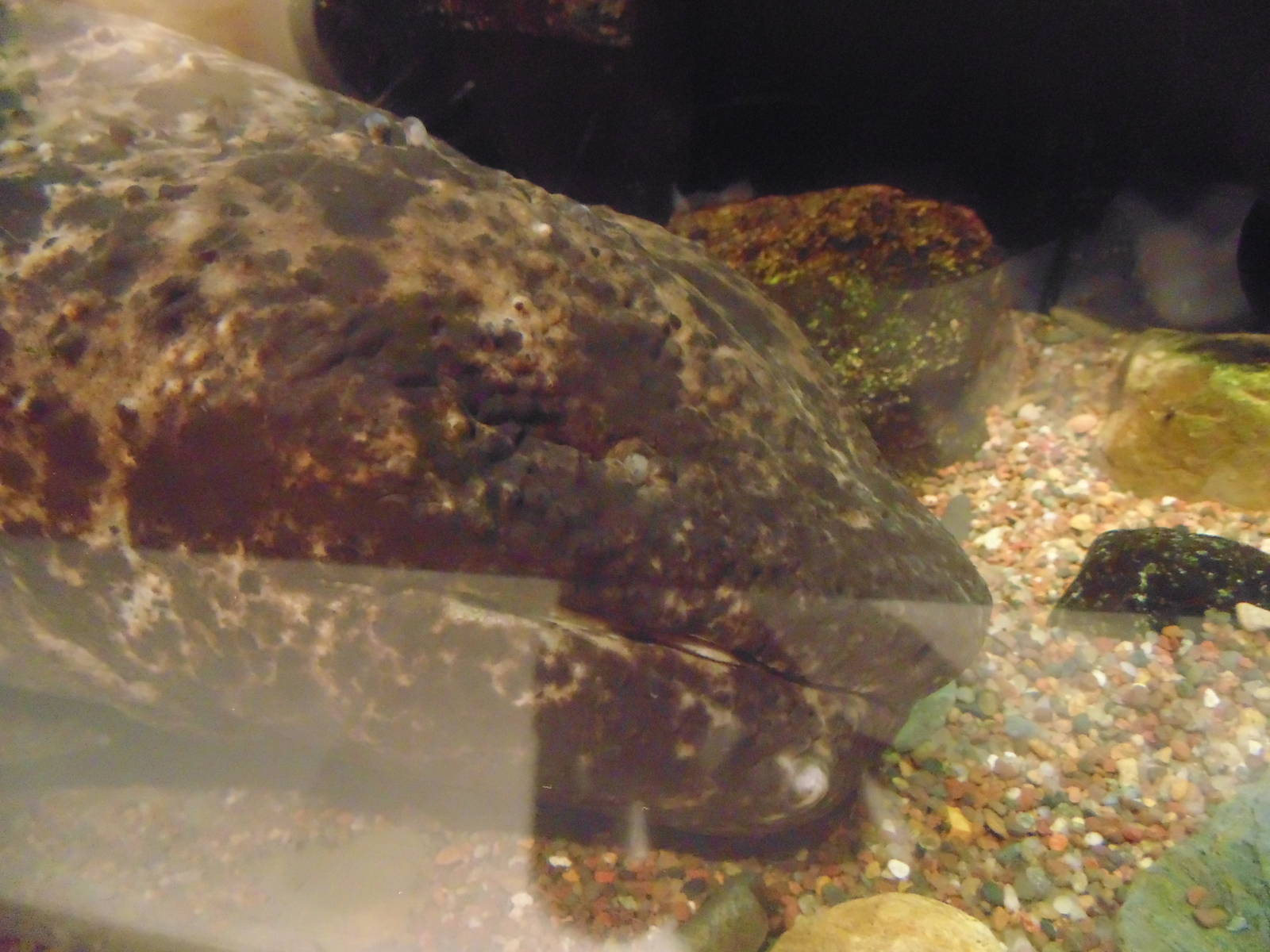 Japanese Giant Salamander Face