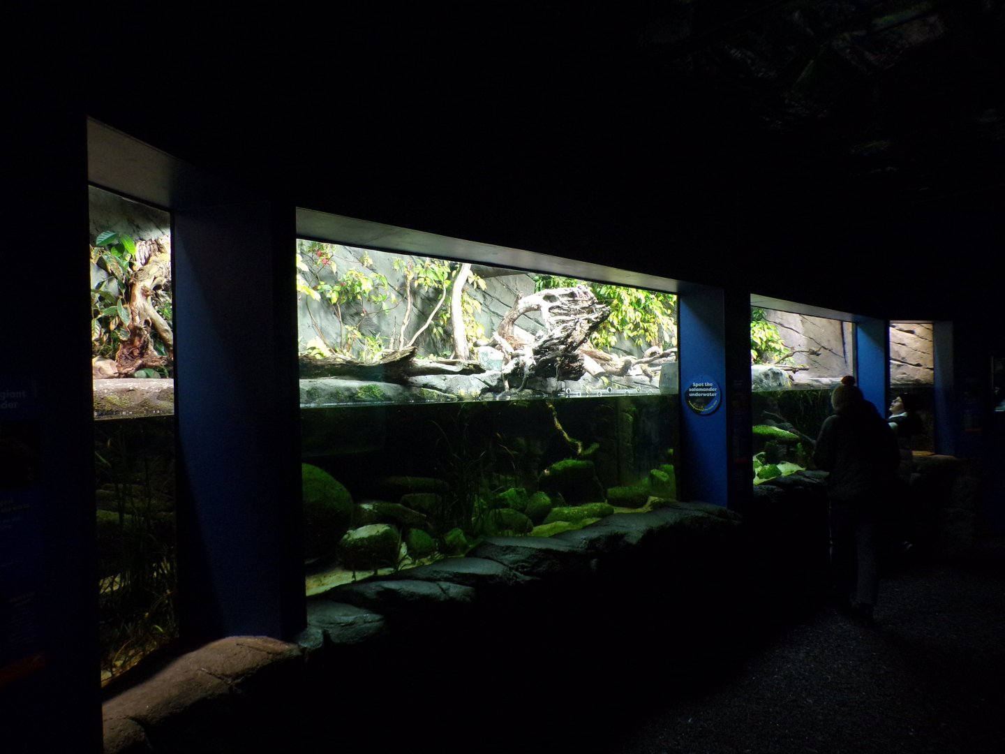 Japanese giant salamander tank 11.2.25