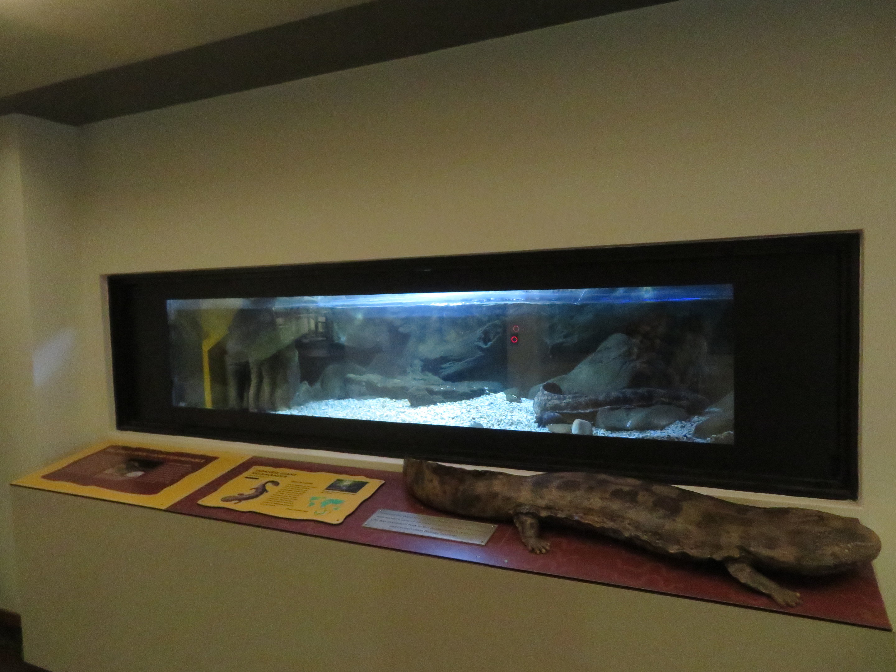 Japanese Giant Salamander Tank
