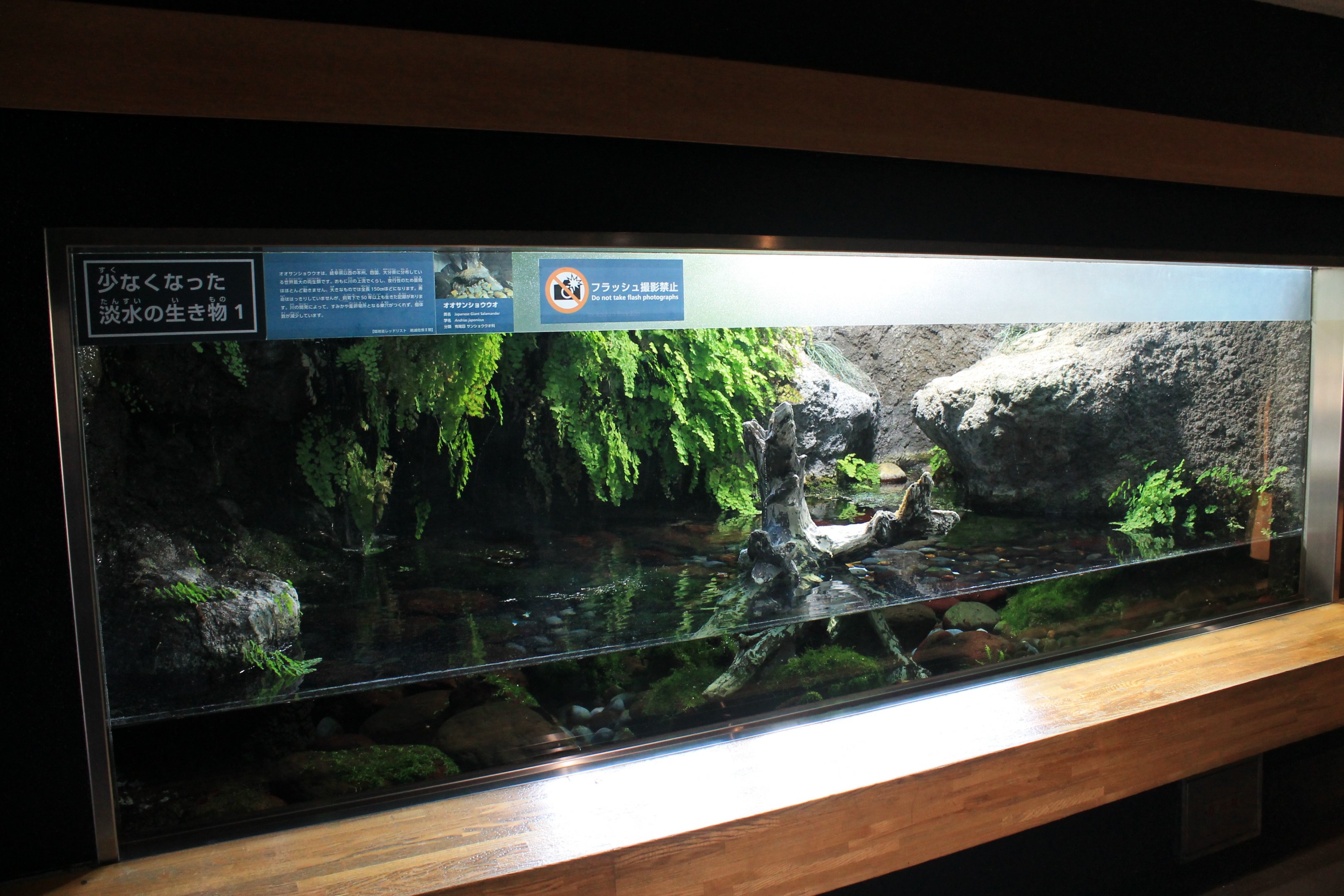 Japanese Giant Salamander tank