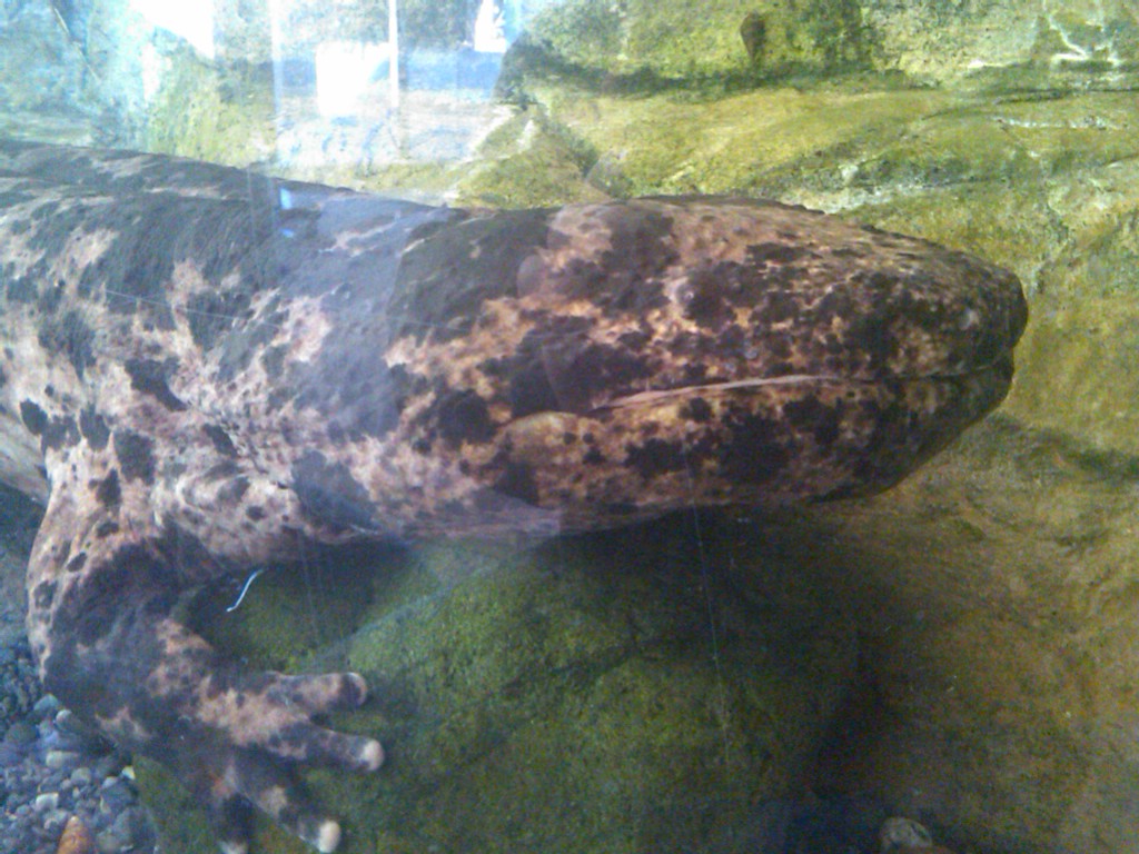 Japanese Giant Salamander